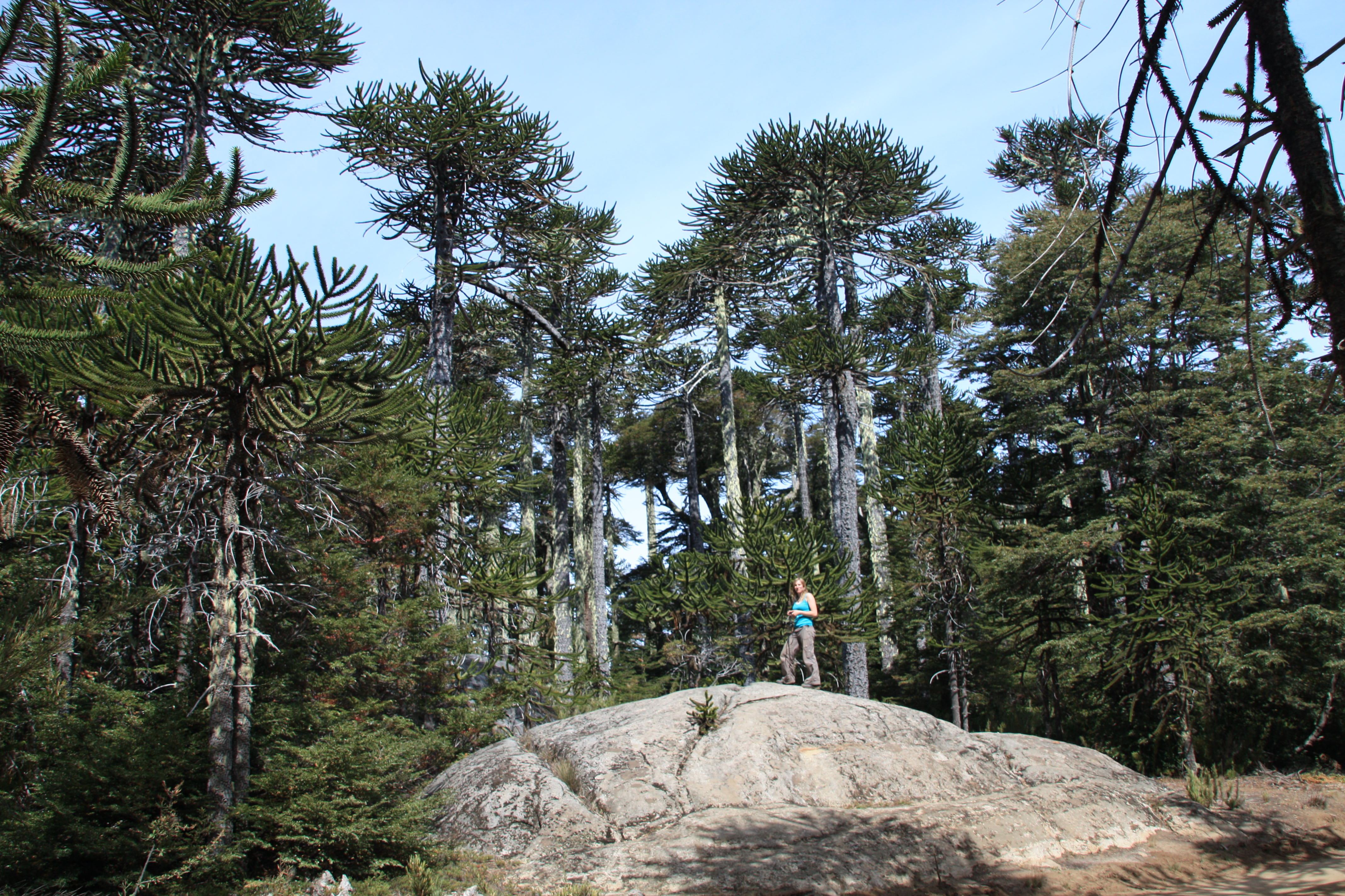 Monkey puzzle trees in Chile, where they are endangered (RBG Kew/PA)