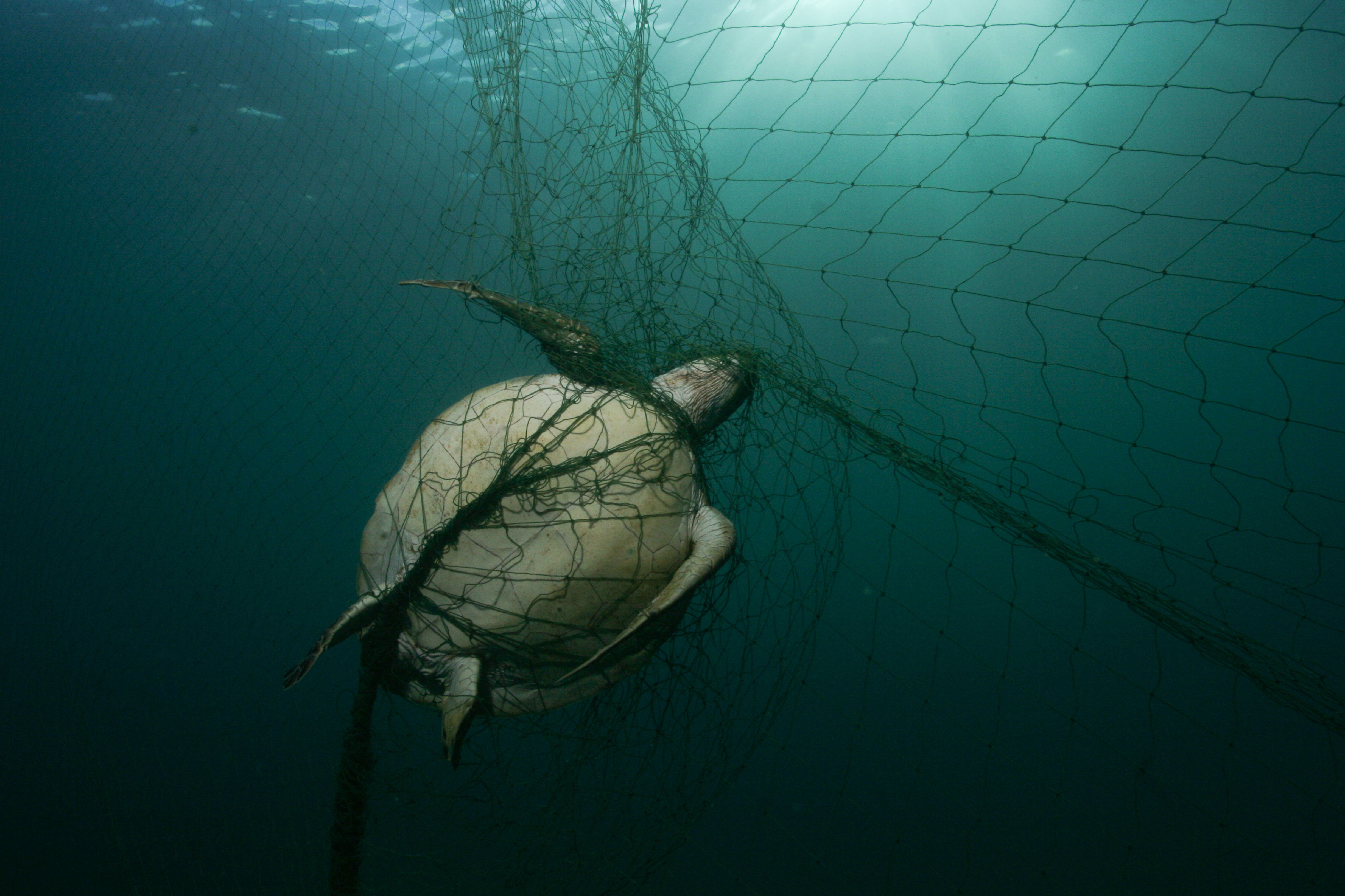 Drowned green turtle entangled in a gillnet on Tobago, Caribbean Sea (Philipp Kanstinger/ WWF/PA)