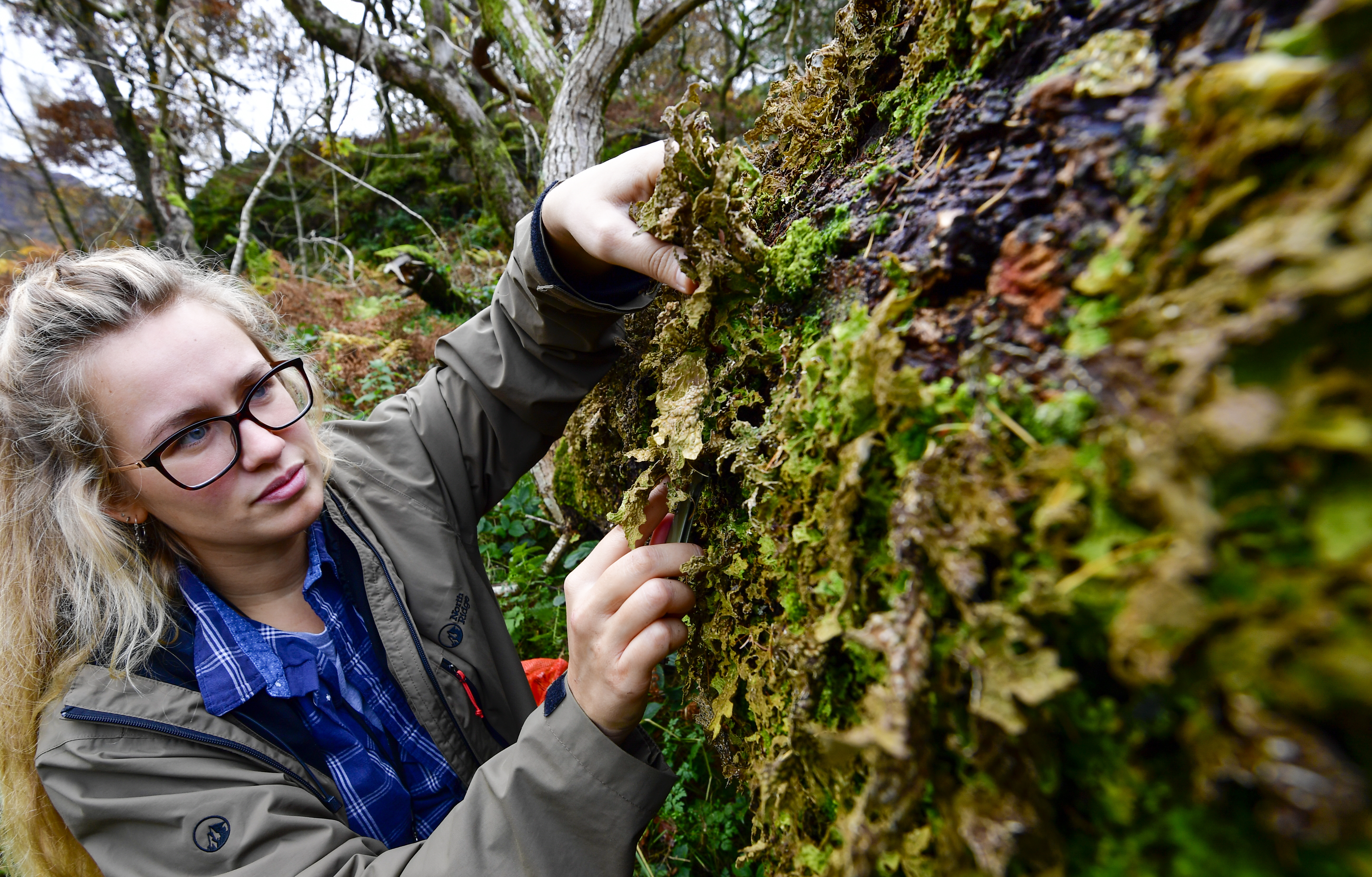 April Windle carefully removes the lungwort lichen from a fallen veteran oak tree (Stuart Walker/National Trust/PA)