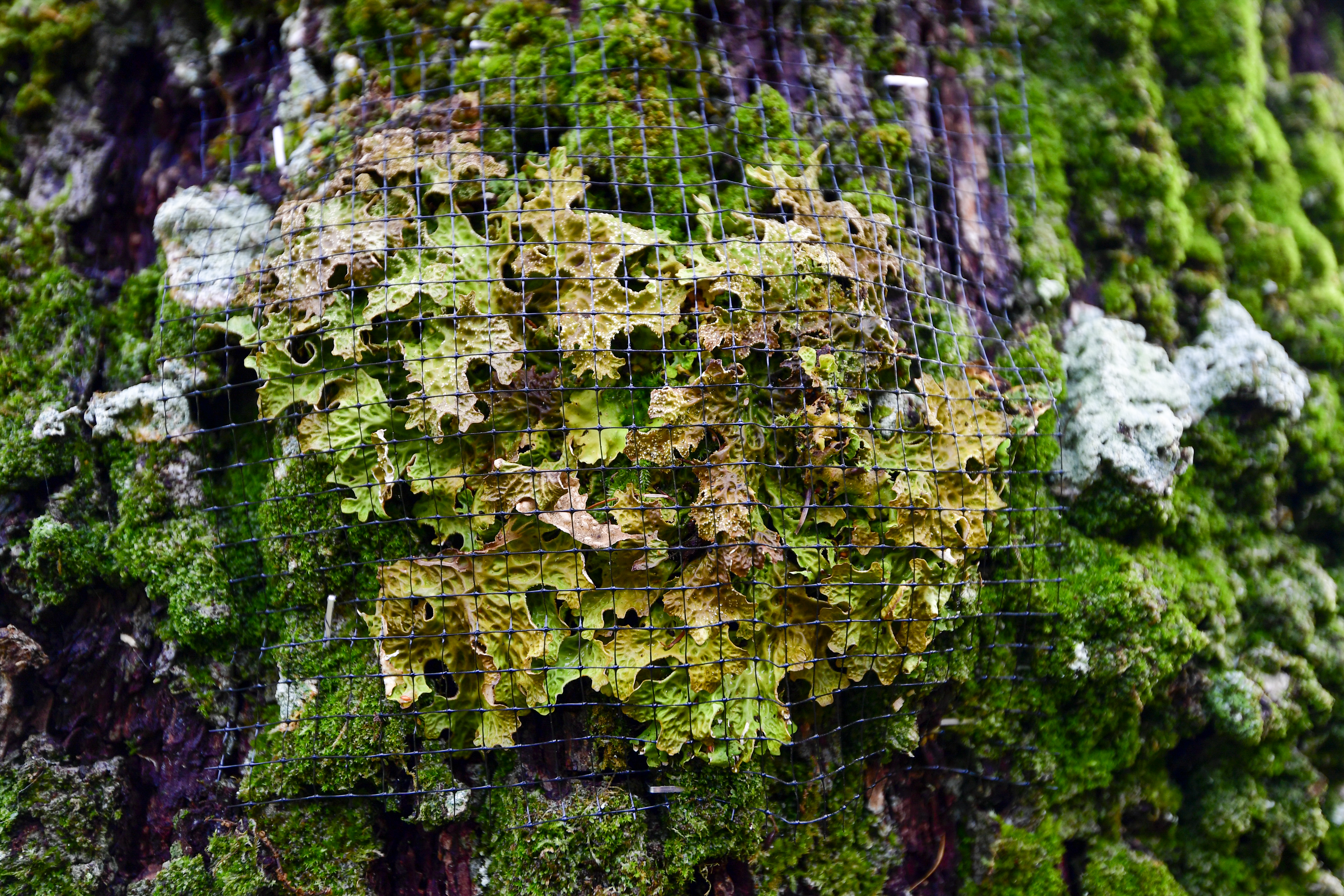 The endangered lichen - found in the Lake District - wired to a new tree (Stuart Walker/National Trust/PA)