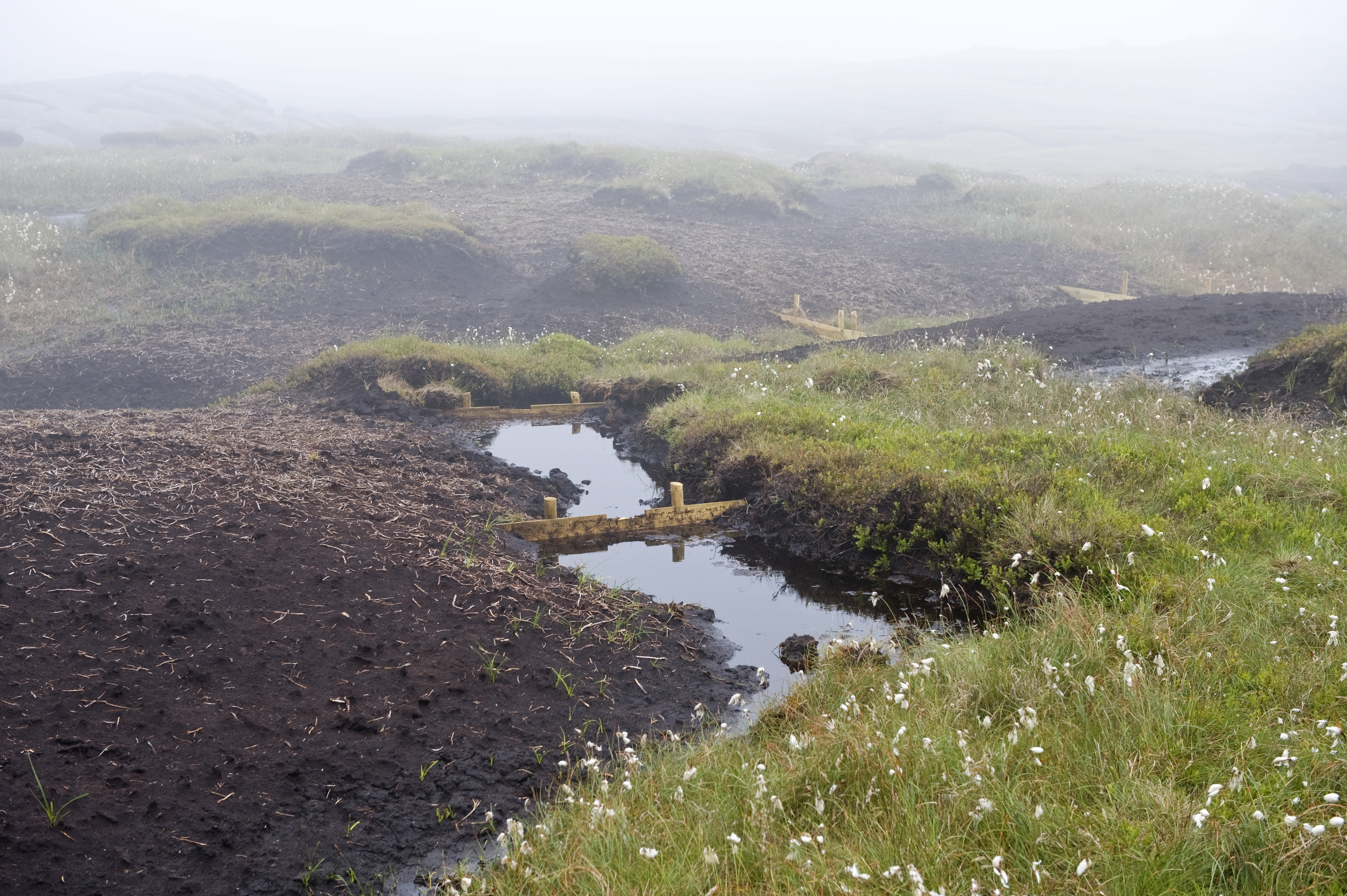 Efforts are being made to restore peatlands, such as at High Peak, Derbyshire (Leo Mason/National Trust/PA)