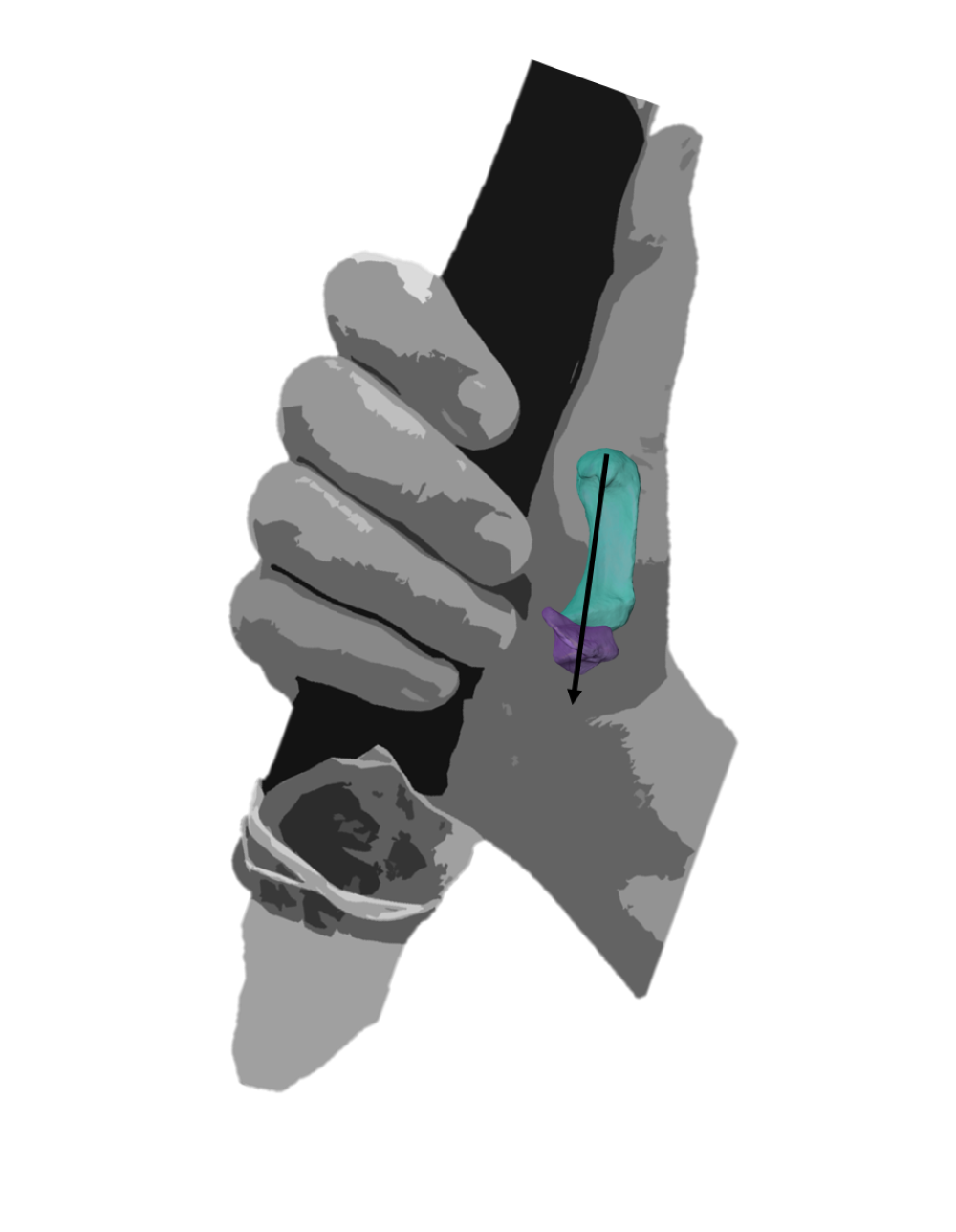 A modern human hand that demonstrates a powerful grip