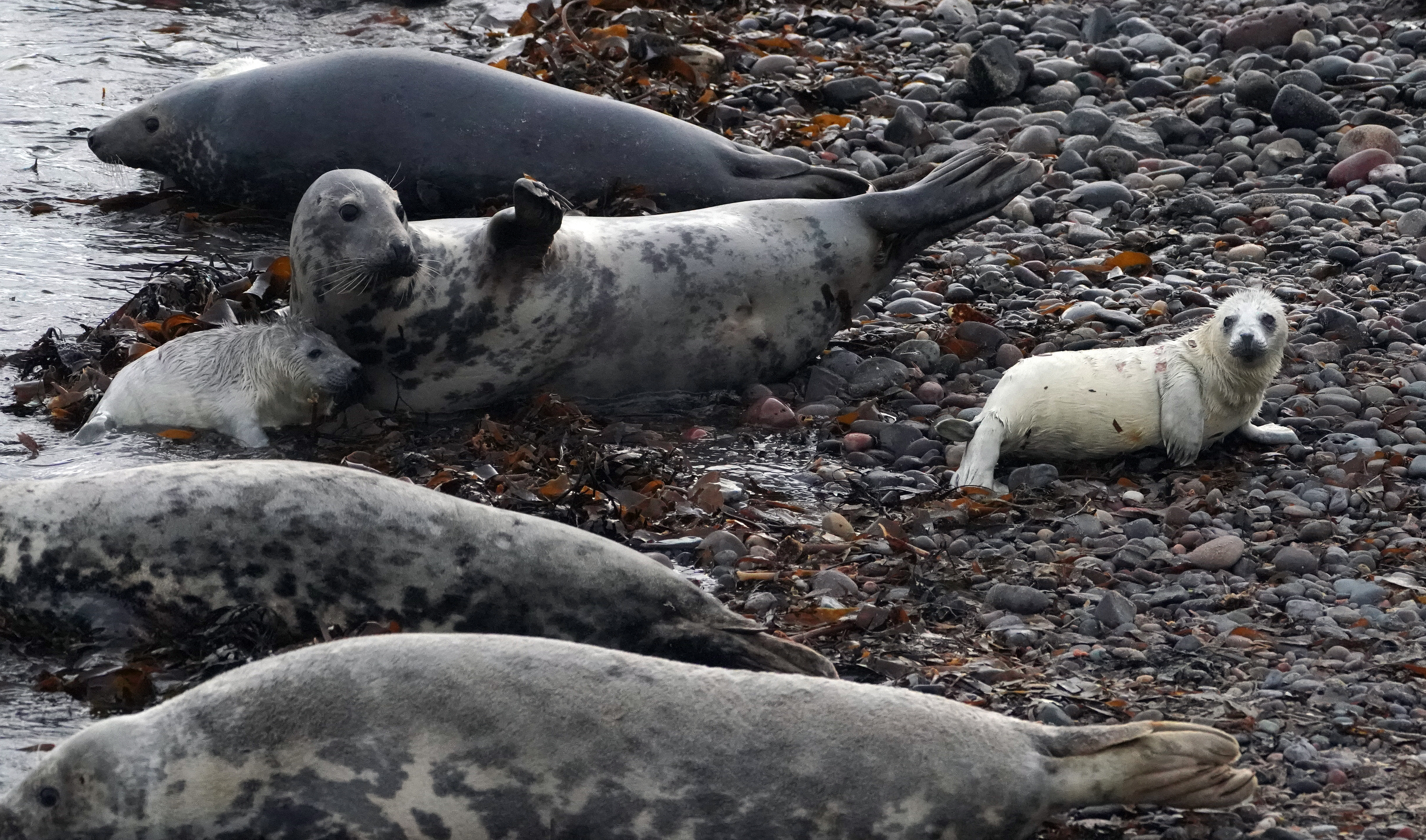 Seals and pups on the Farne Islands