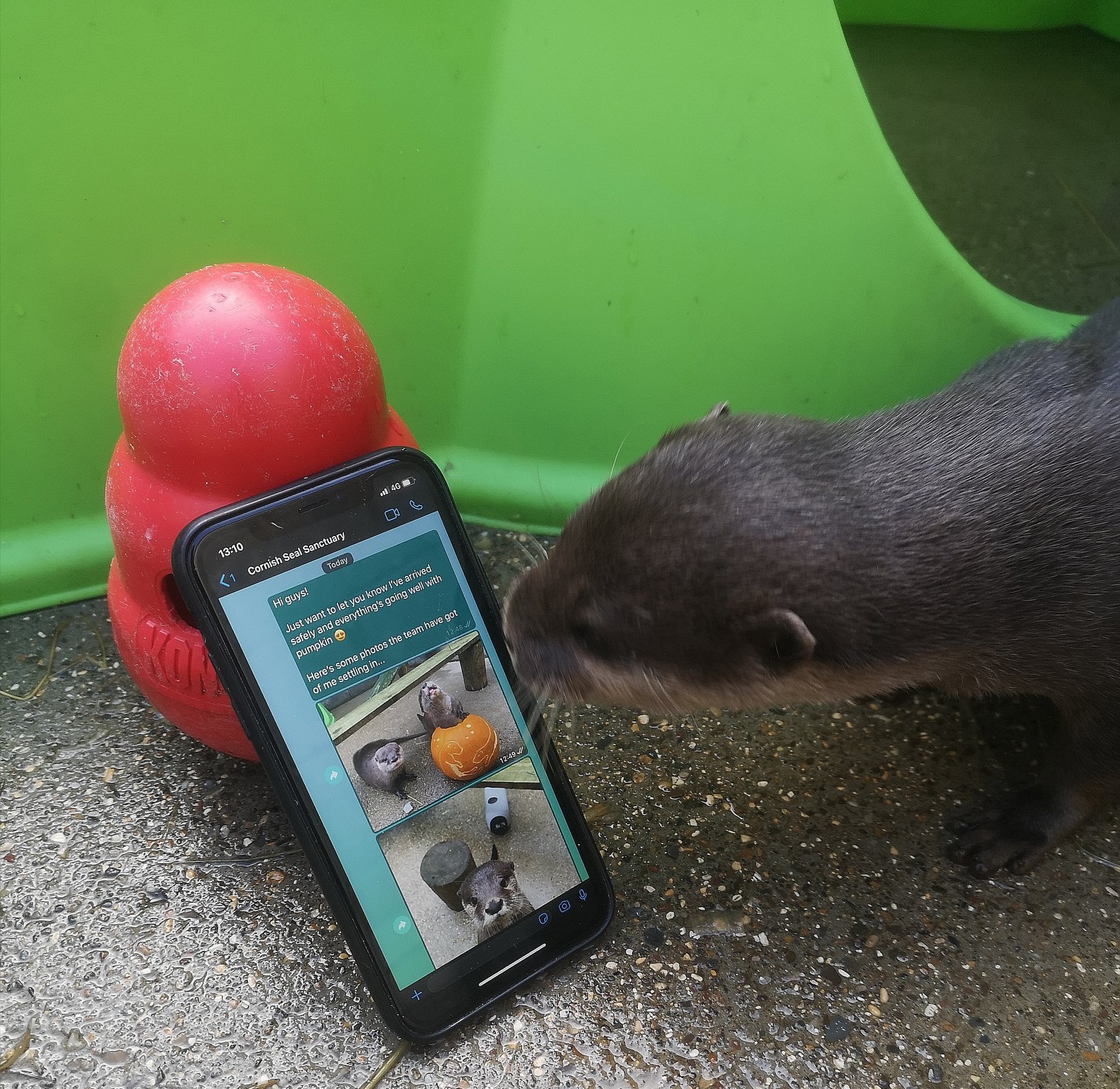 Otters were united using a dating app