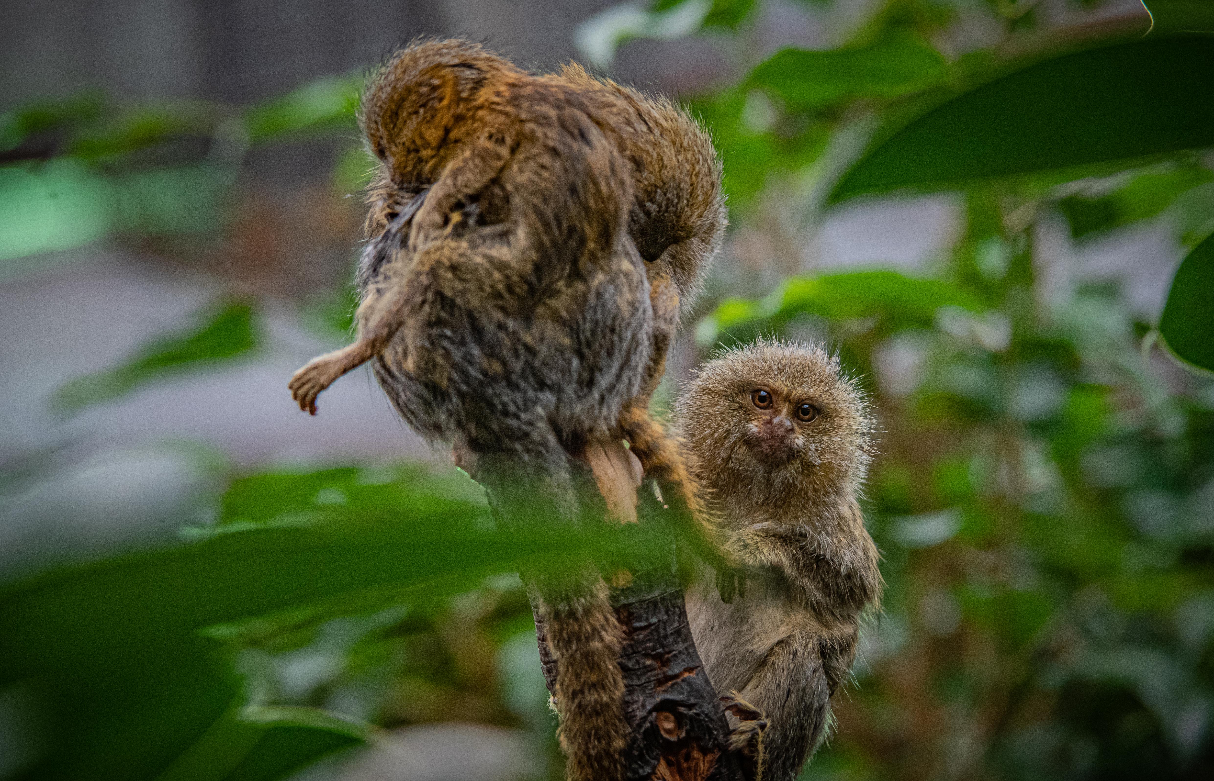 The marmosets are one of the most miniature primate species in the world (Chester Zoo/PA)