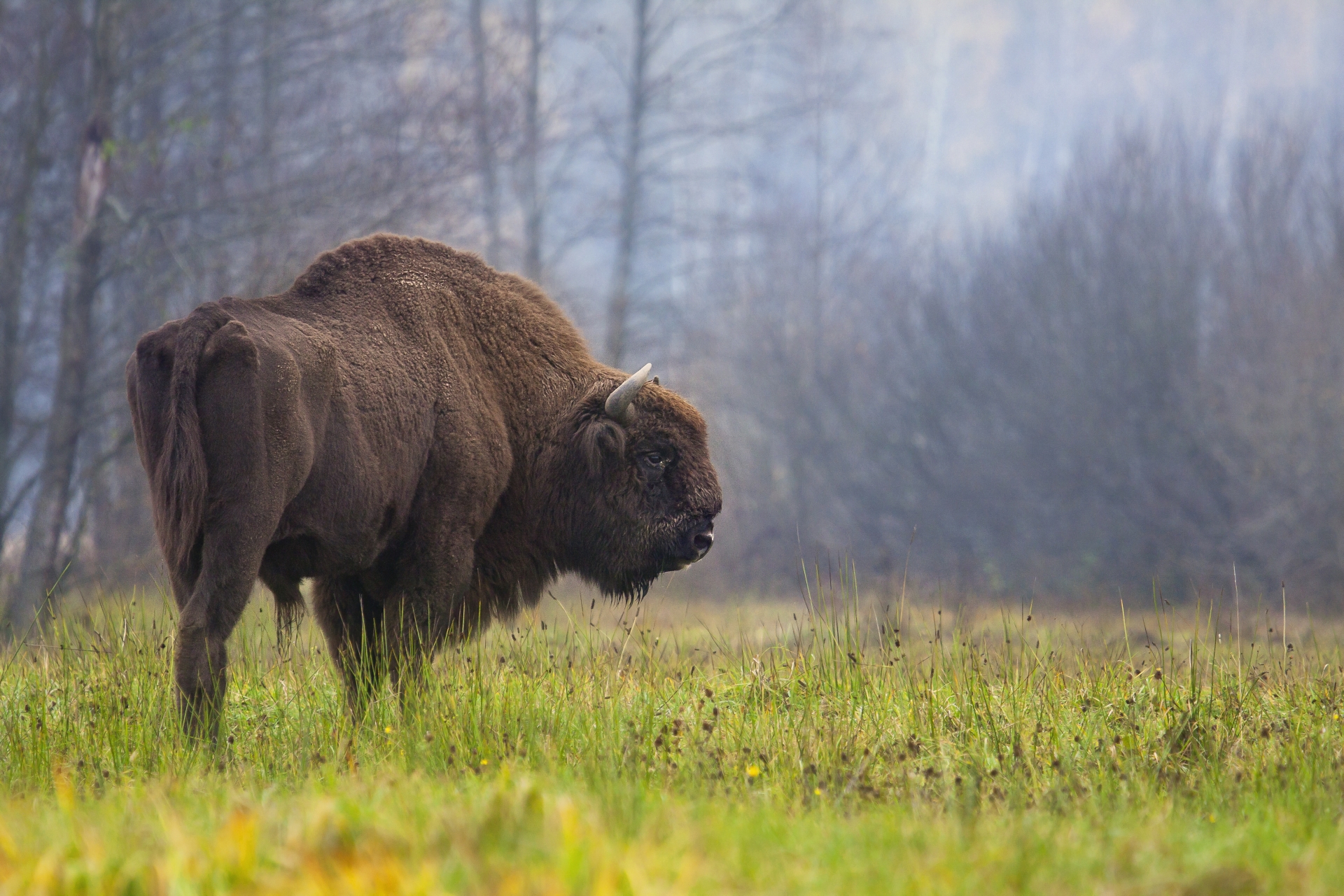 European Bison have seen numbers increase in the wild (Rafał Kowalczyk/IUCN/PA)