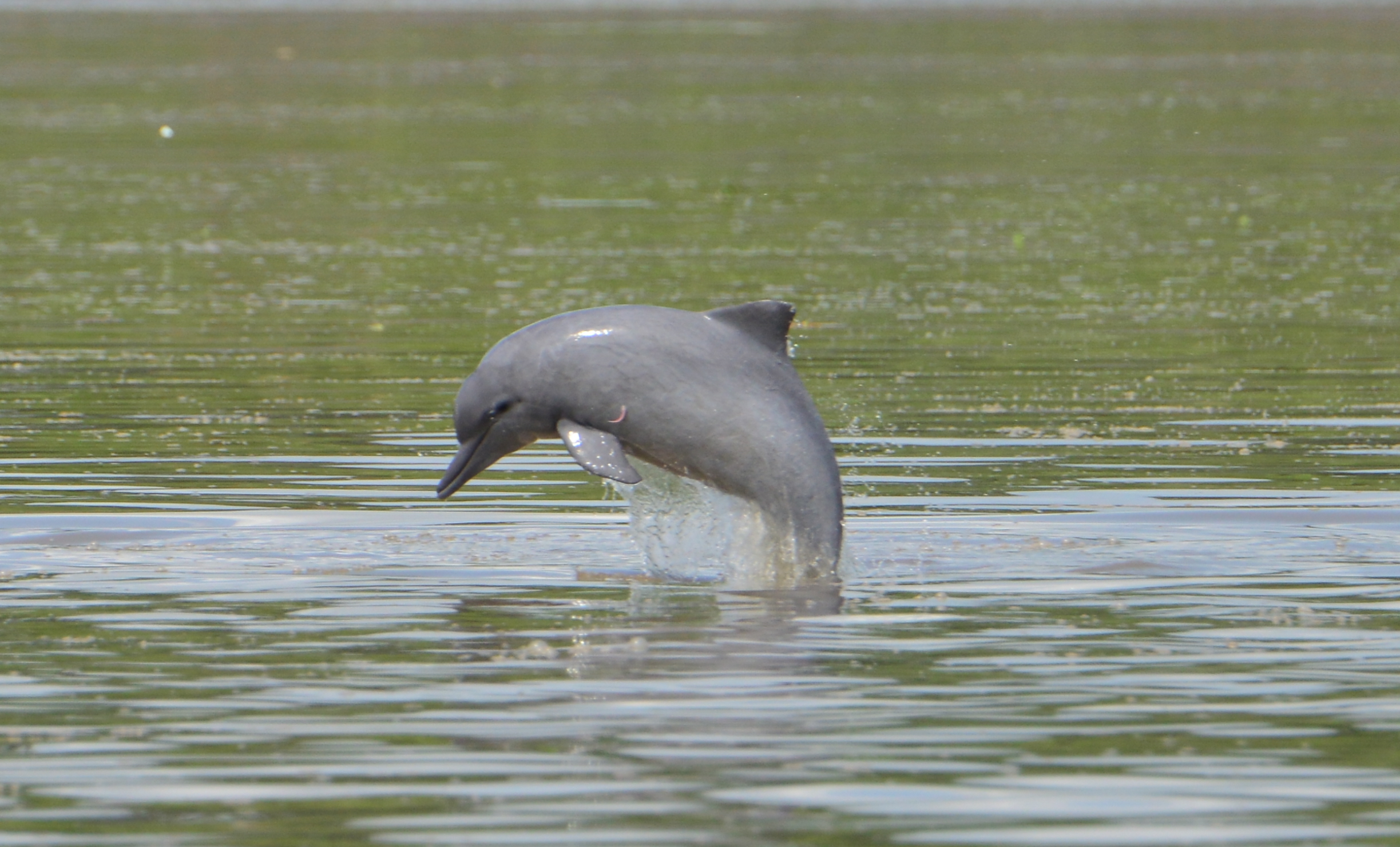 Tucuxi from the Amazon are listed as endangered in the new update (Fernando Trujillo/IUCN/PA)