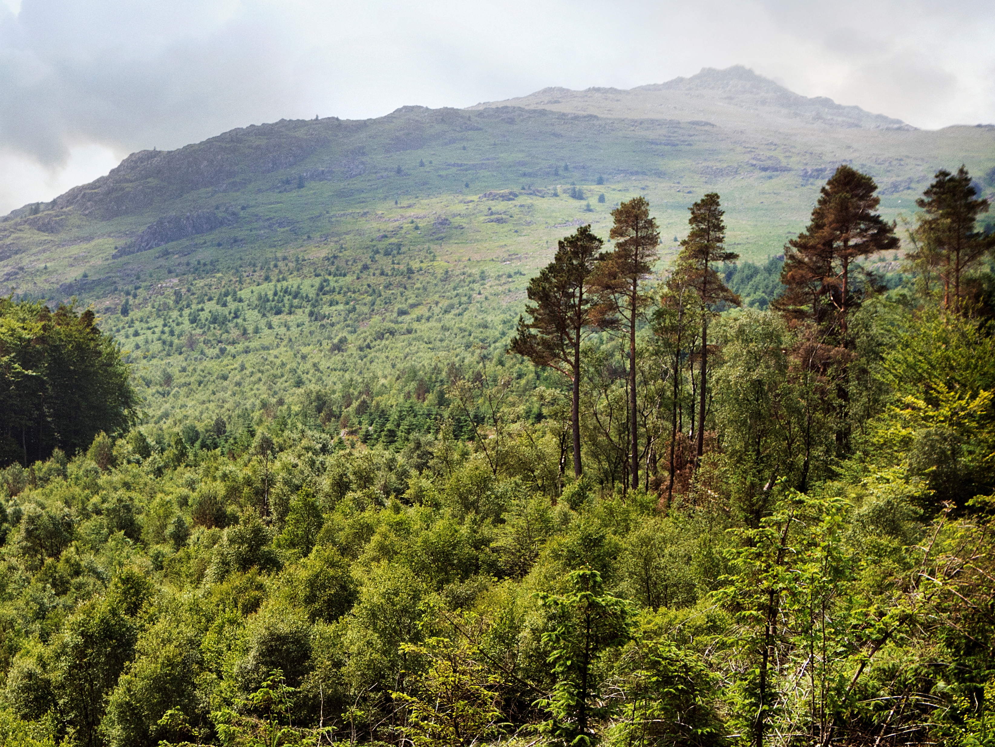 Hardknott Forest