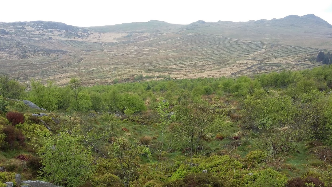 Hardknott Forest 