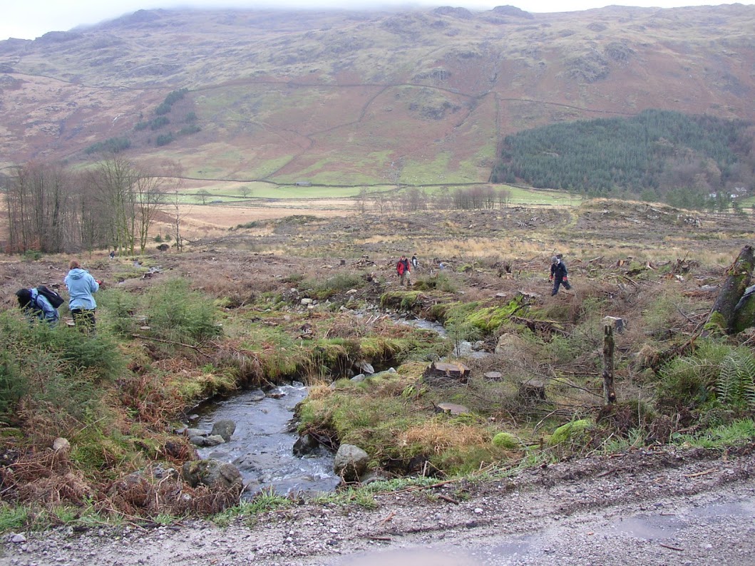 Hardknott Forest 