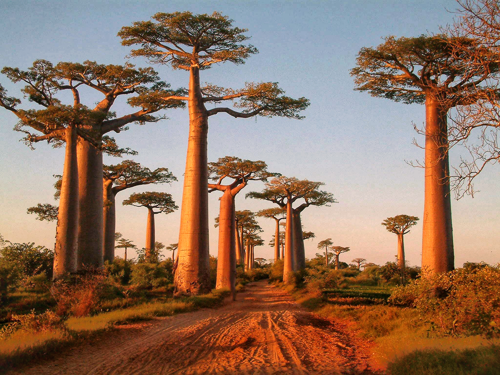 avenue of the baobab trees in Madagascar 