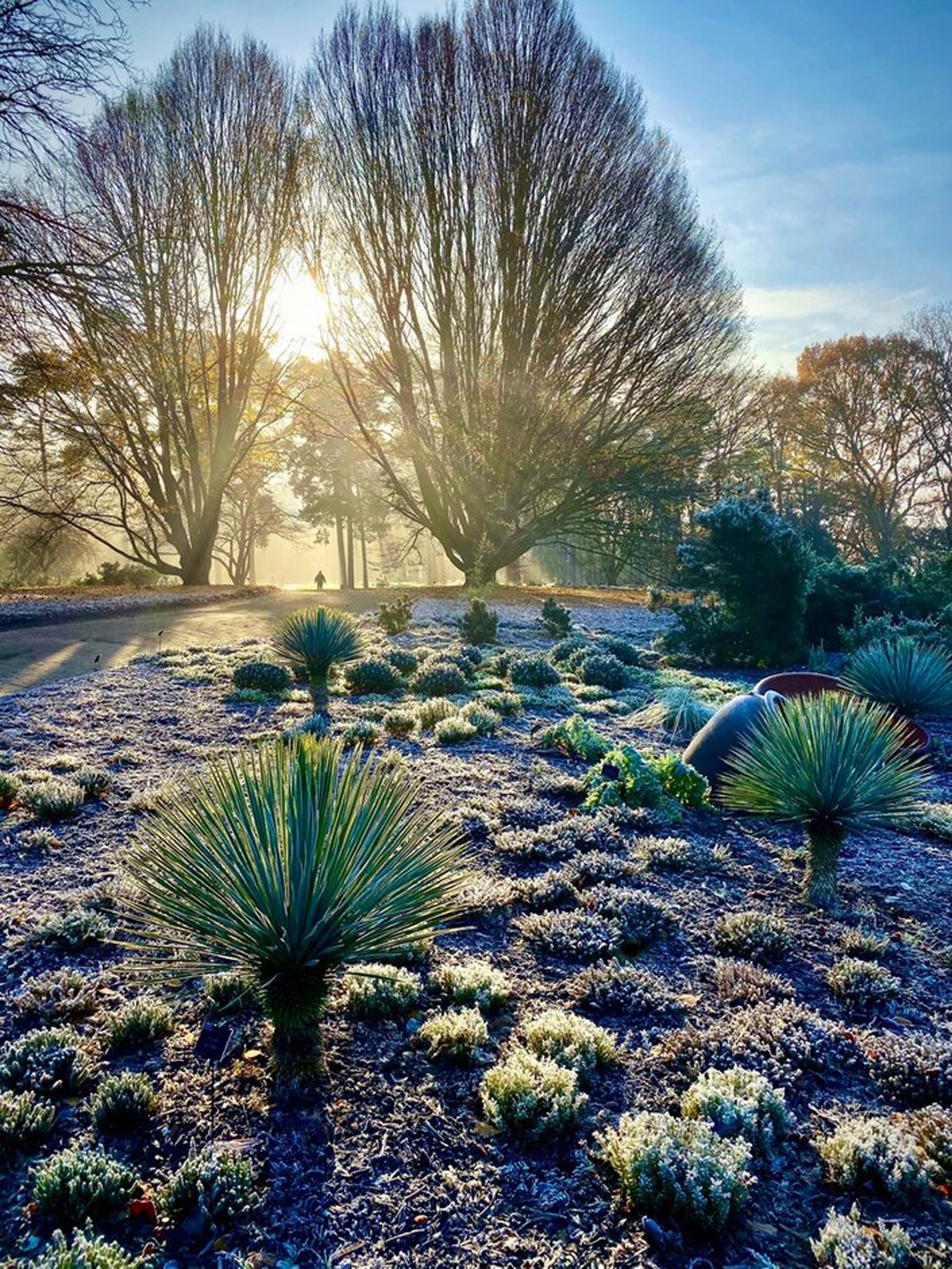 One of the winning shots of the RHS Photographic Competition 2020, A winter’s day at Wisley (Richard Turner/PA)
