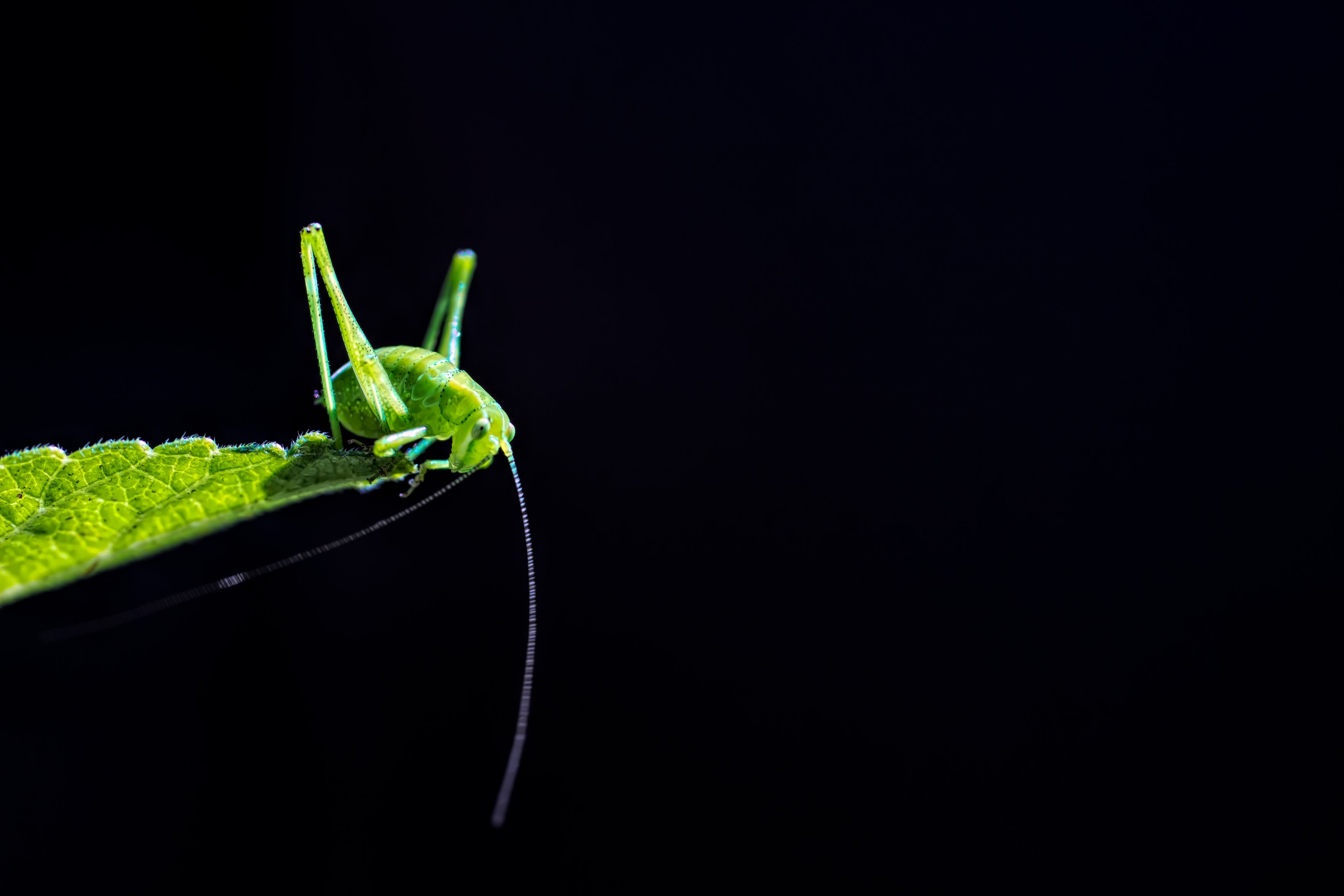Perching bush cricket (Elliot Connor/PA)