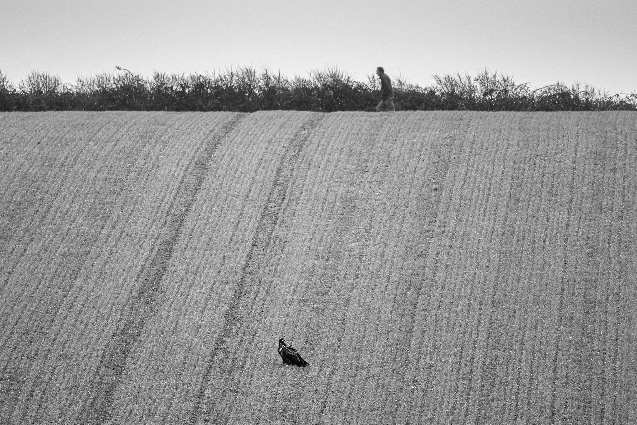 One of the birds sitting in a grain field apparently unnoticed by a nearby walker (Ainsley Bennett/PA)
