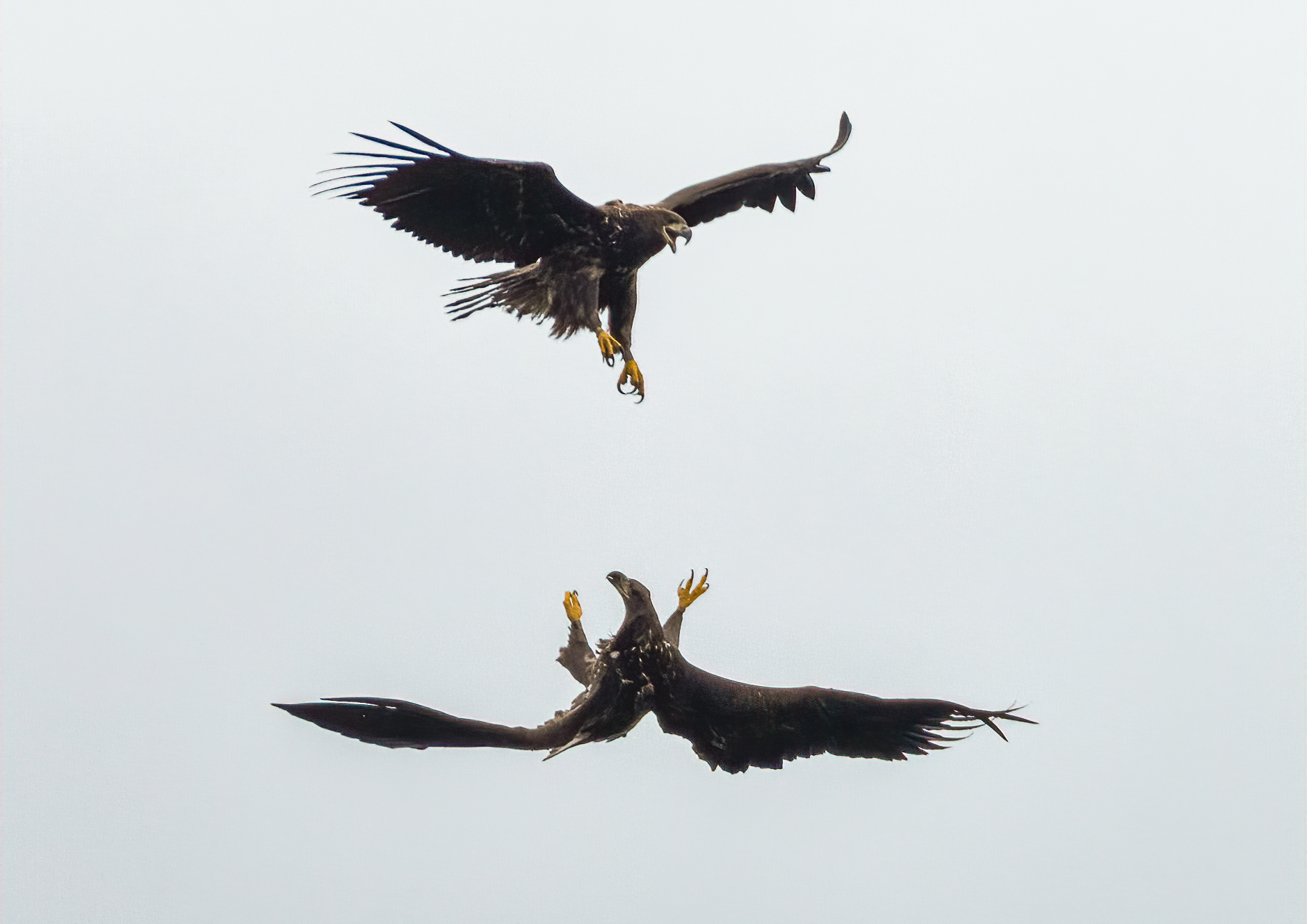 Two birds playing together in October (Dan Lowth/PA)