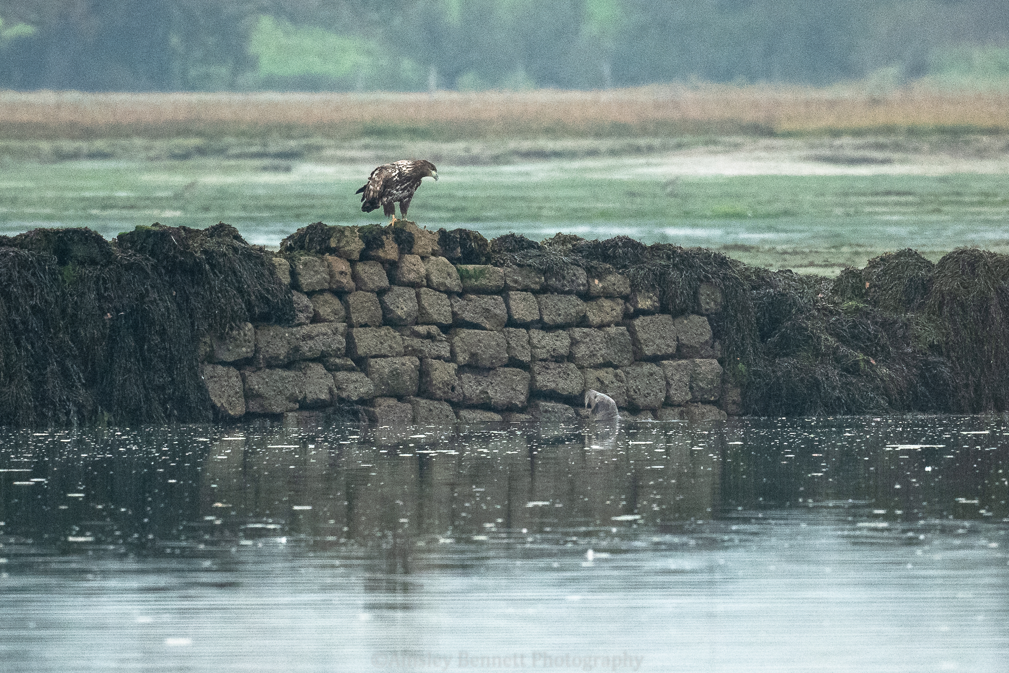 One of the eagles on sea wall watches a seal in the water below
