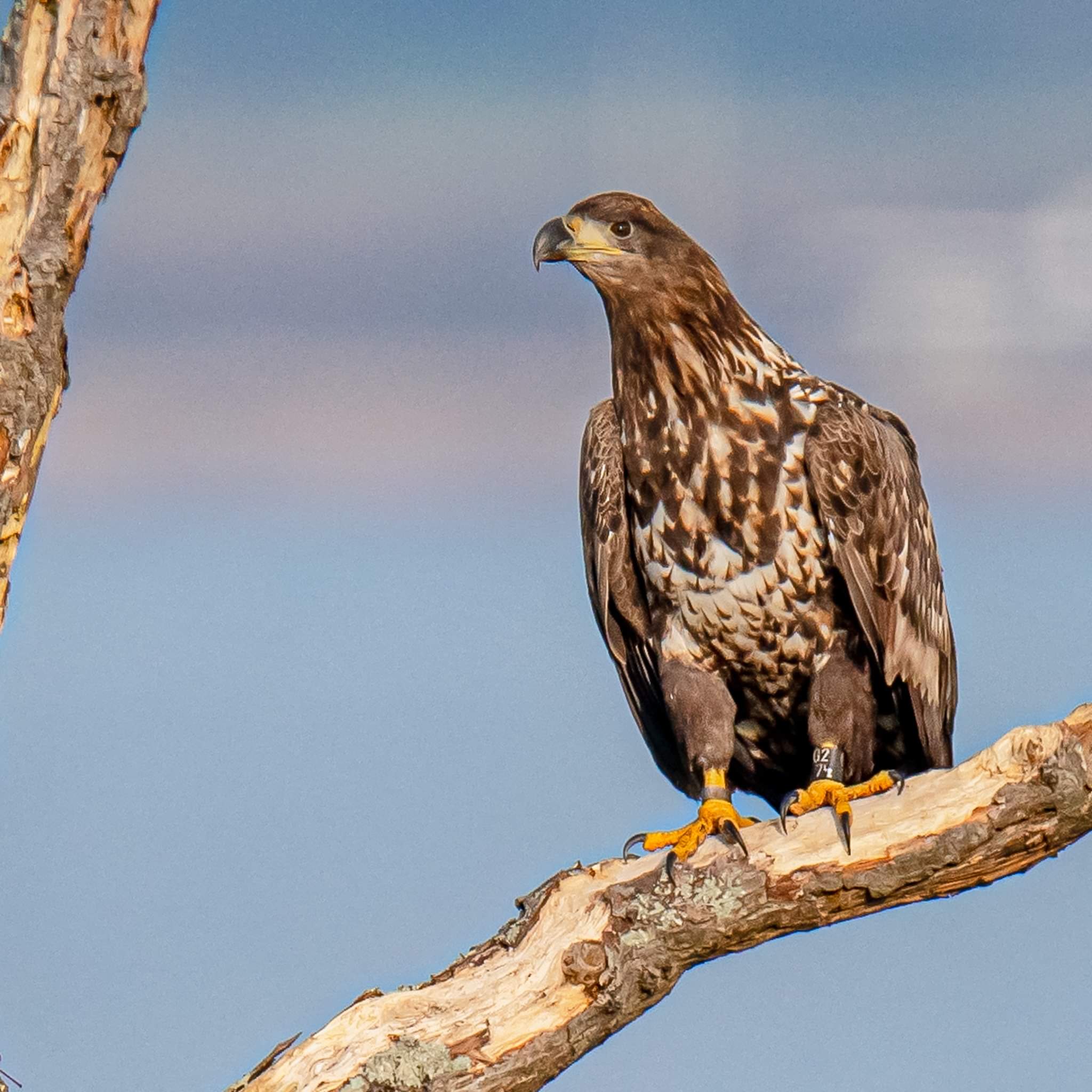 One of the birds spotted perching on a branch following his first year moult (Nick Edwards/PA)