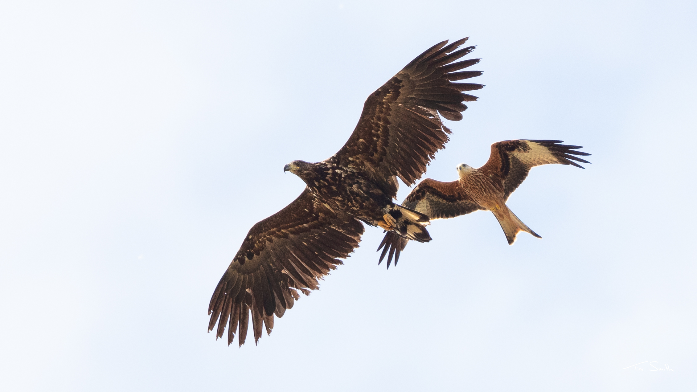 One of the eagle is seen with a red kite in Norfolk as the class of 2019 explored England in the summer (Tim Smith/PA)