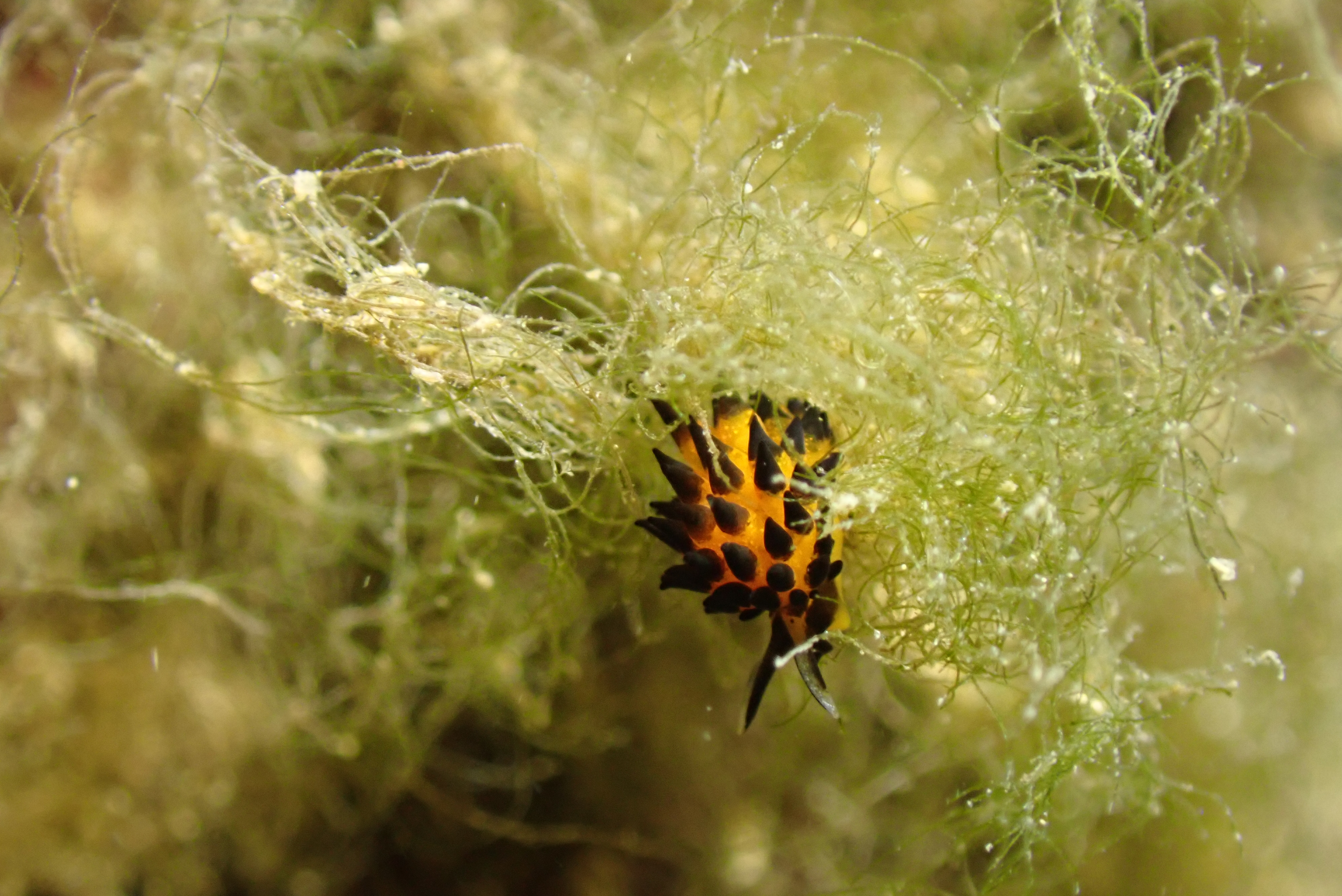 Placida cremoniana, a rare tiny sea slug (Matt Slater/Cornwall Wildlife Trust/PA)