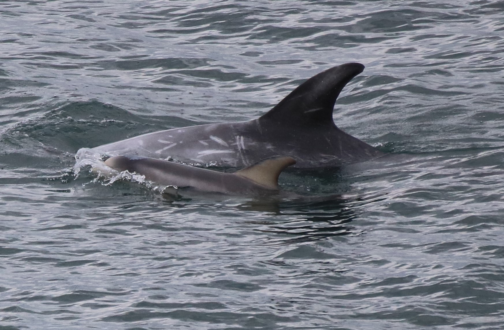 Risso's dolphins photographed in Wales (Anne and George Boyer/PA)