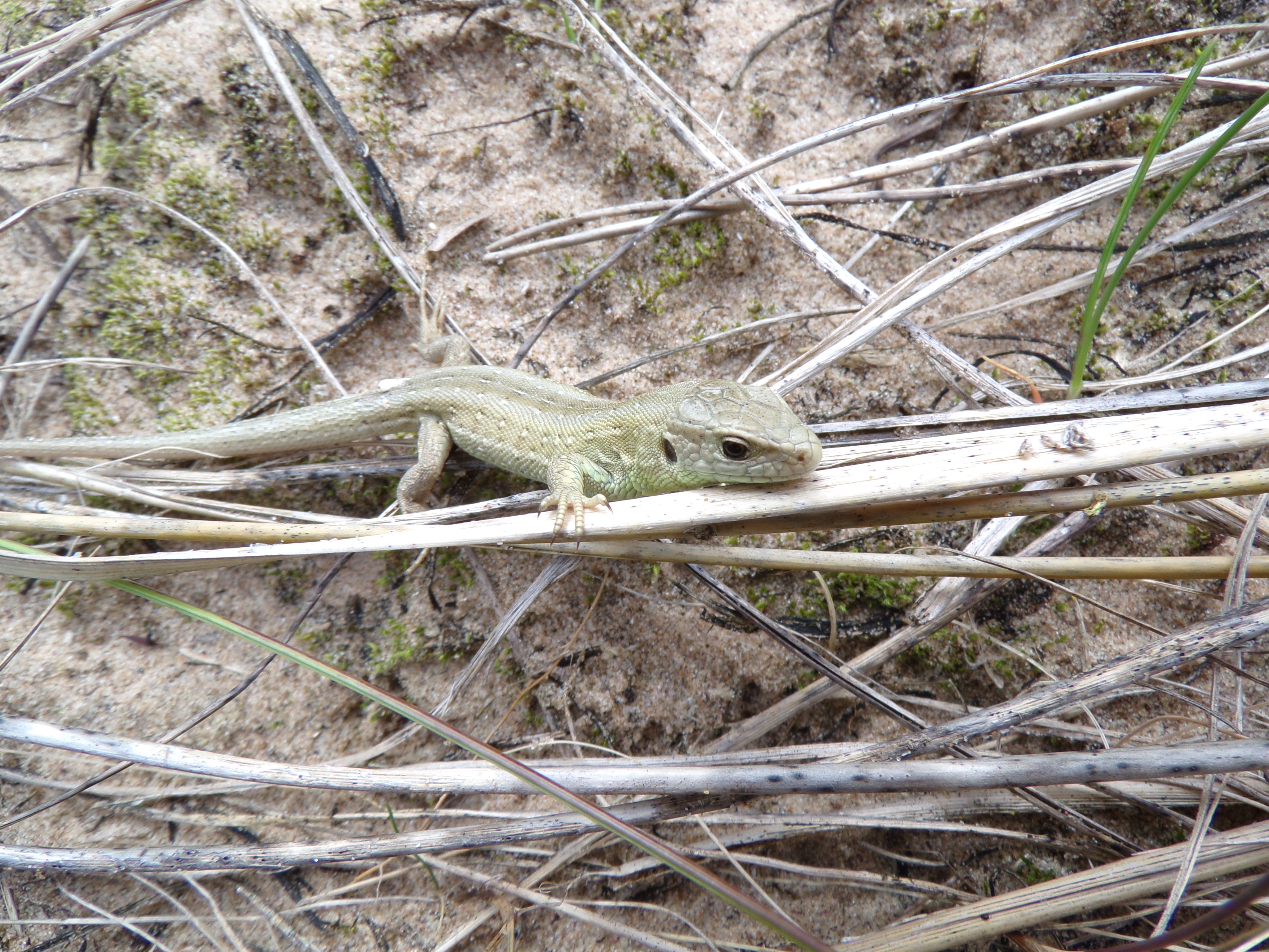 Sand lizard on the Fylde Sand Dunes, which is part of a conservation success (Andrew Mills/PA)