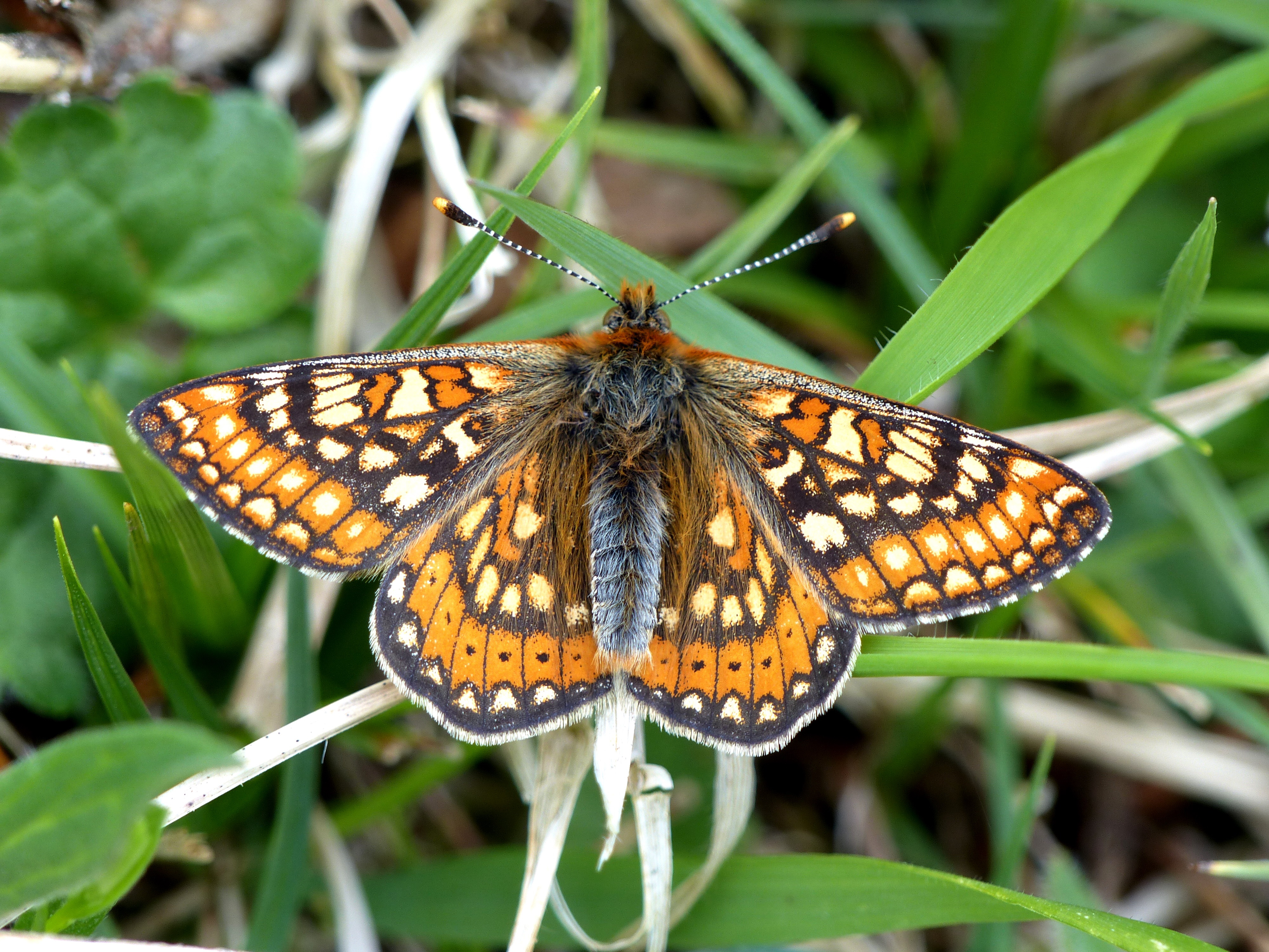 A male Marsh fritillary butterfly (Matthew Oates/National Trust/PA)