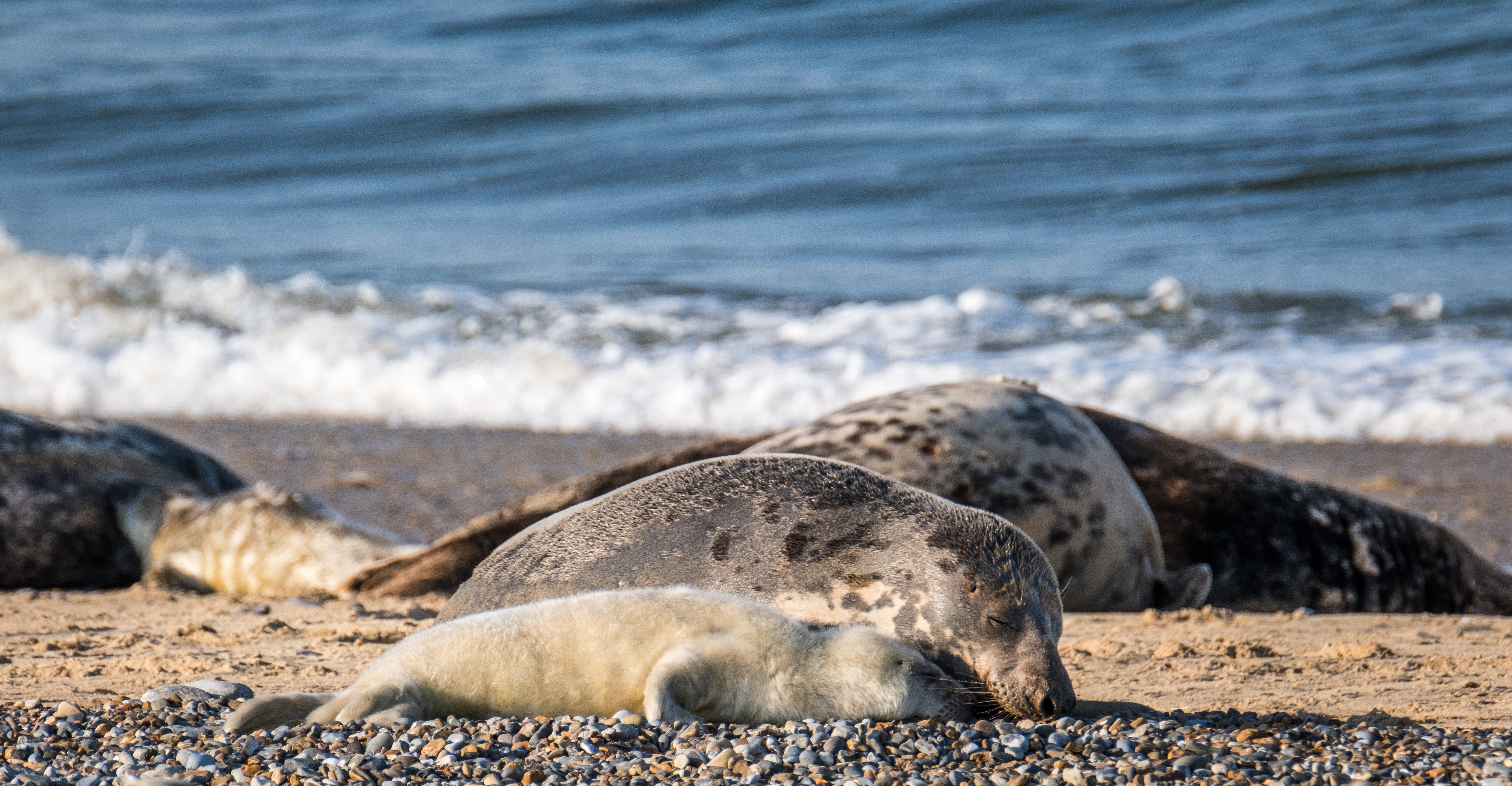 Mother and pup bonding at Blakeney Point in Norfolk (National Trust/Hanne Siebers/PA)