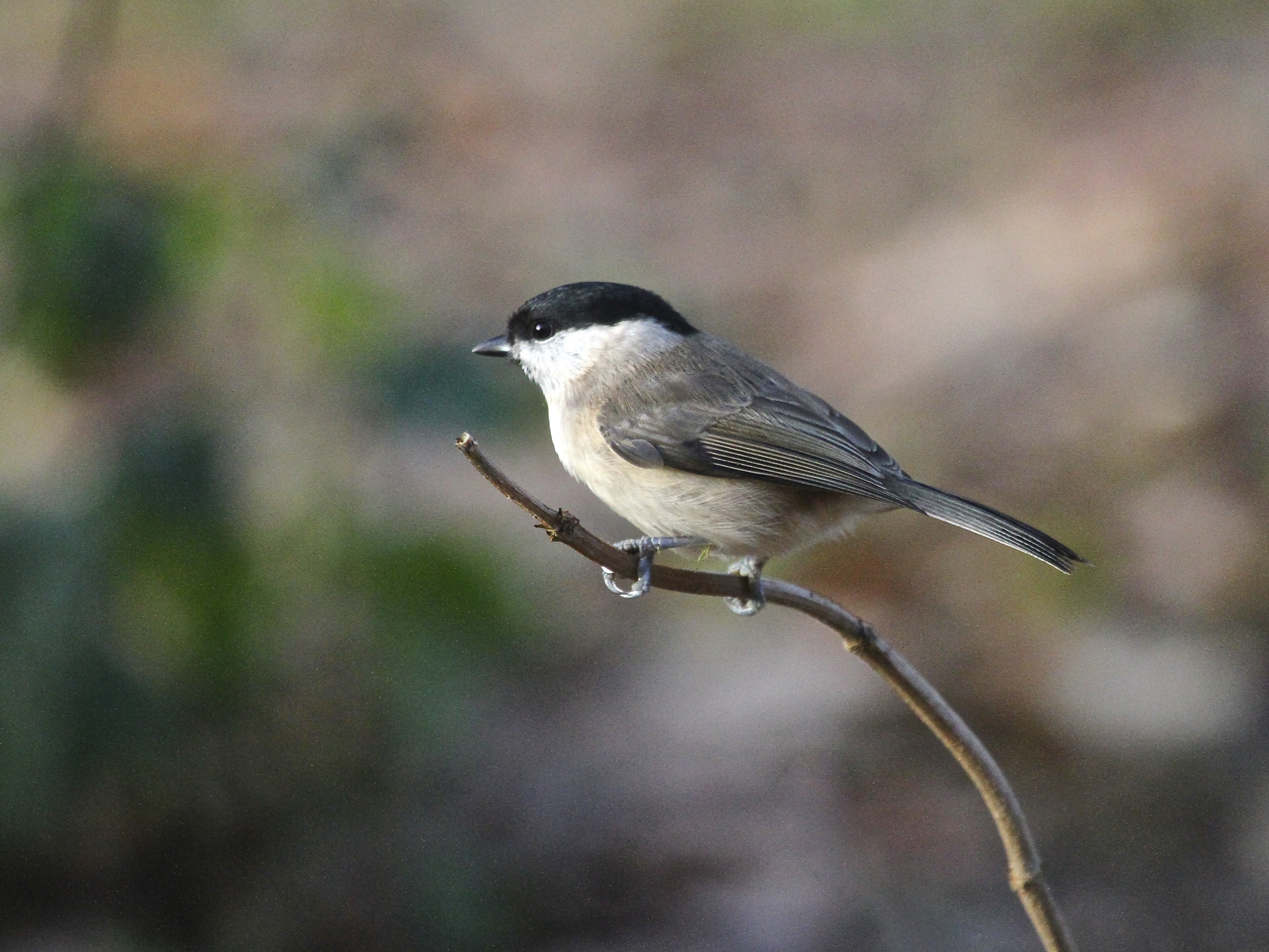 Willow tit on a branch