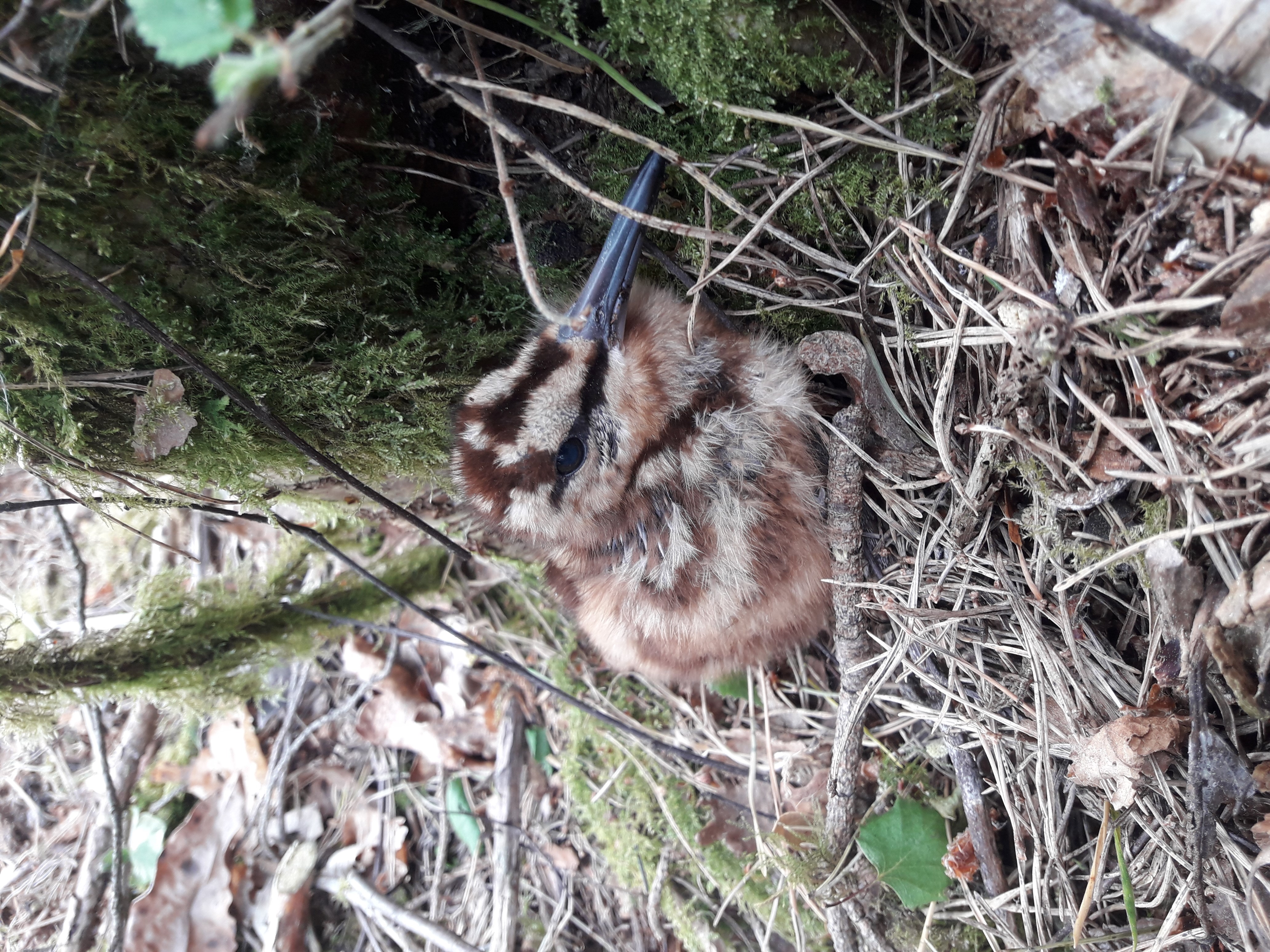 Woodcock chick at Lyme Park in Cheshire (Christopher Dunkerley/National Trust/PA)