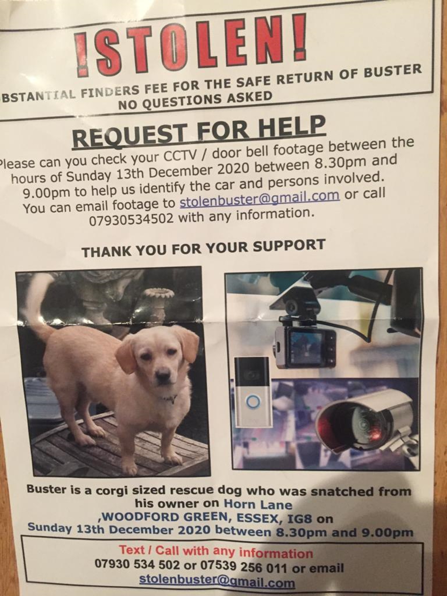 An appeal poster for the safe return of dog Buster