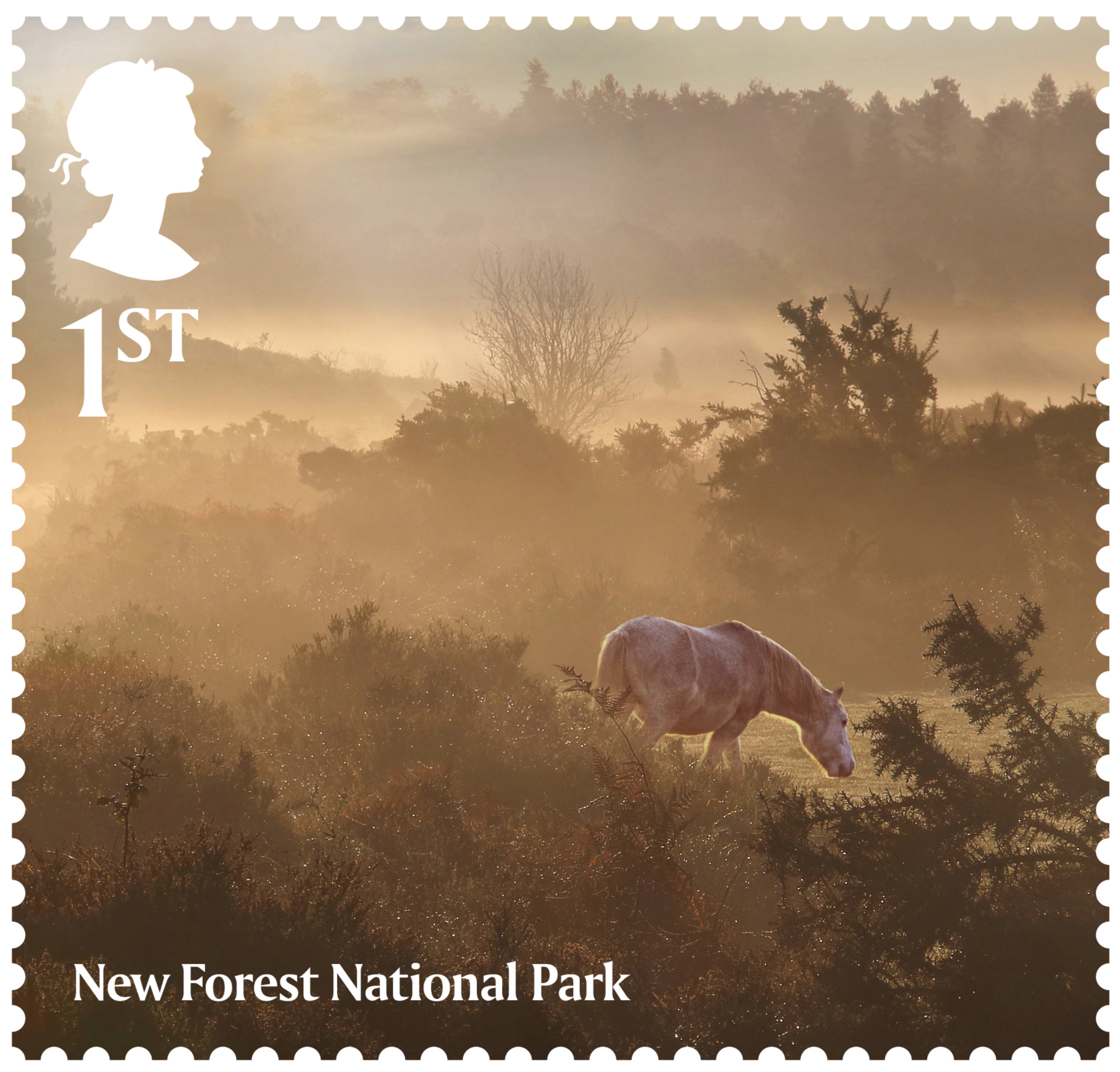 National Parks New Forest