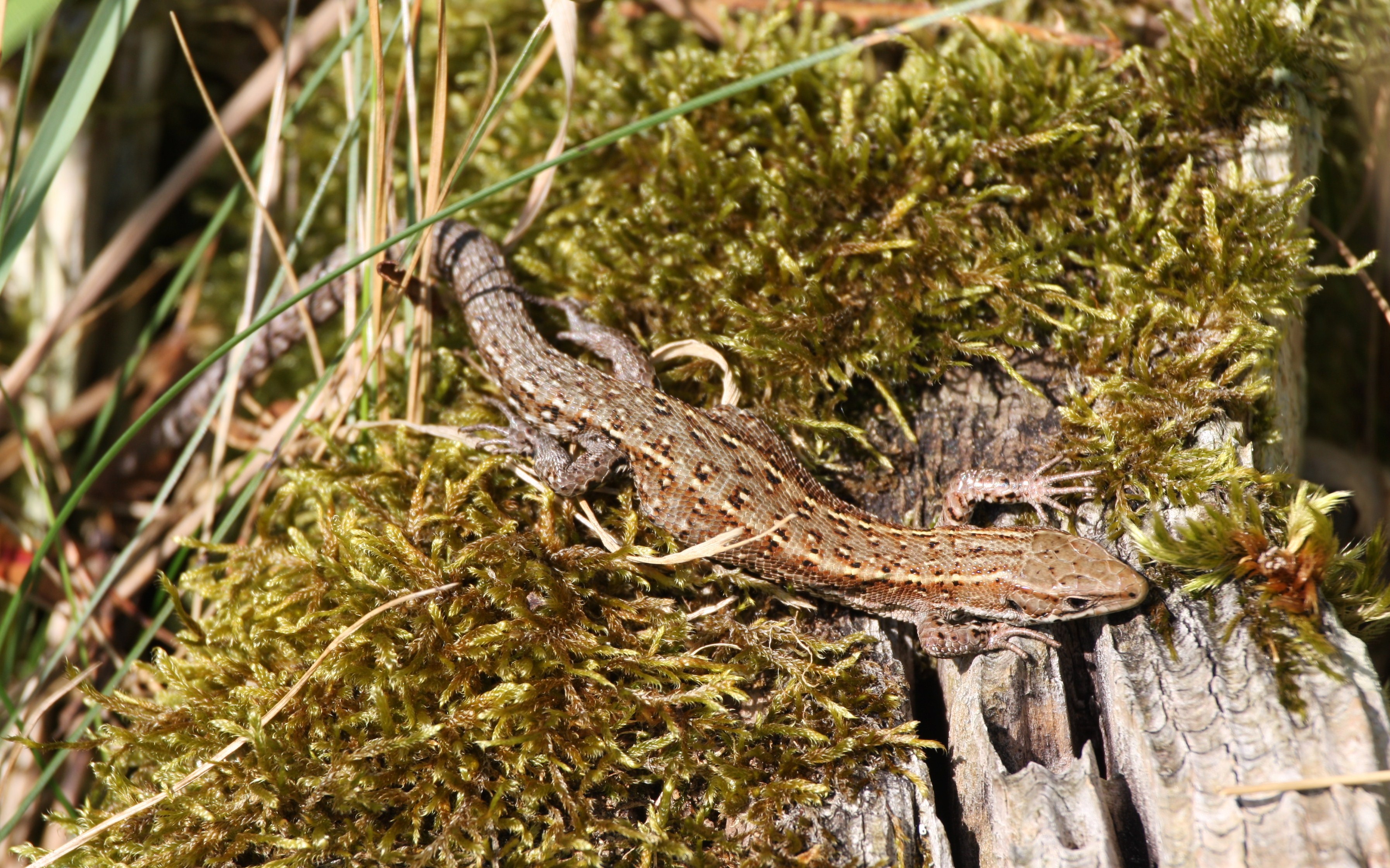 Common Lizzard