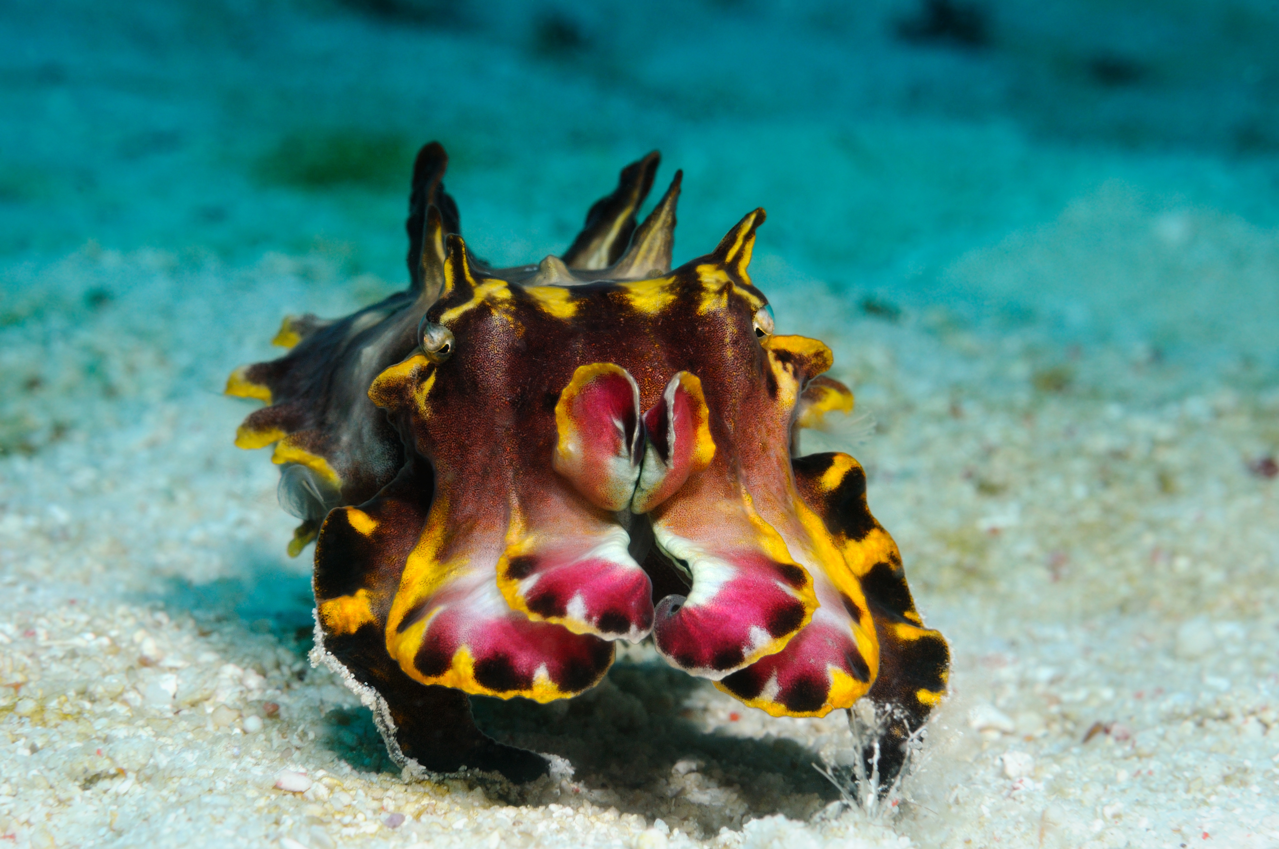 A flamboyant cuttlefish (iStock/PA)