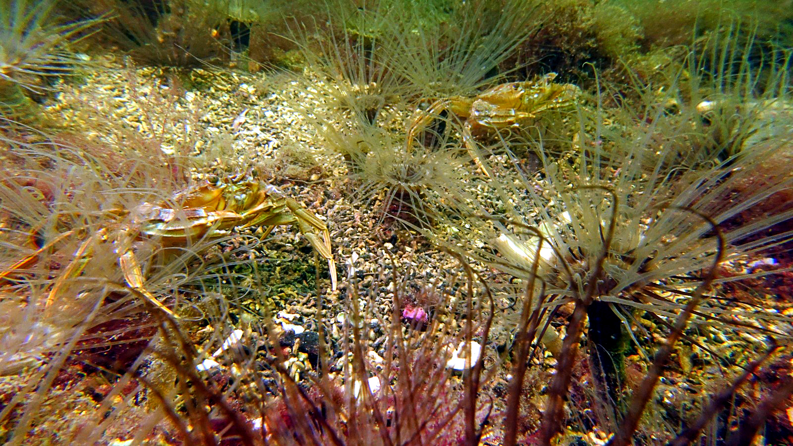 A seabed alive with wildlife after bottom trawling is banned