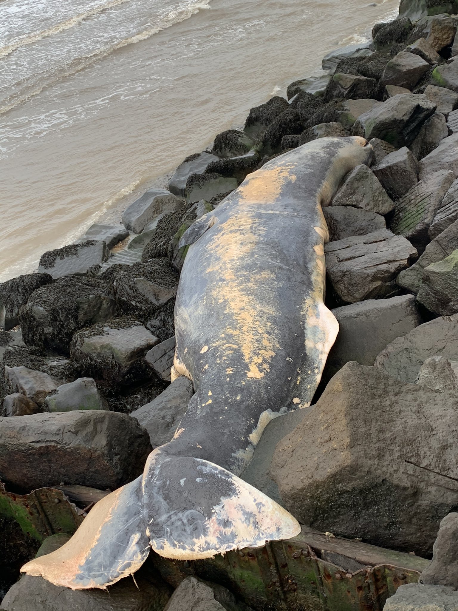 A 32ft sperm whale washed up dead at Sheringham on the north Norfolk coast. (Jason Tooke/ PA)