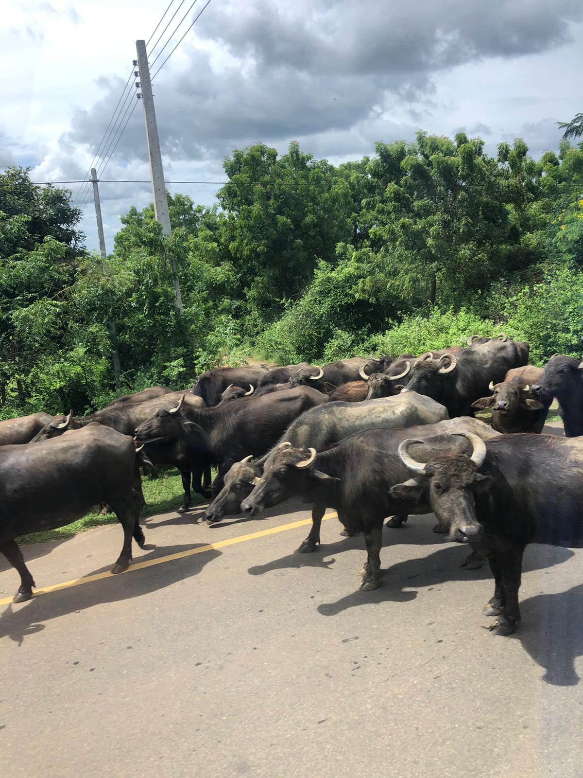 A traffic jam in Sri Lanka 