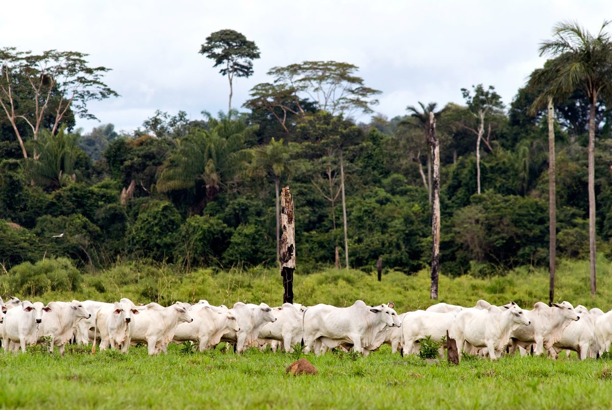 Herd of cattle with a native forest in the background, in the region of Alta Floresta, state of Mato Grosso, Brazil