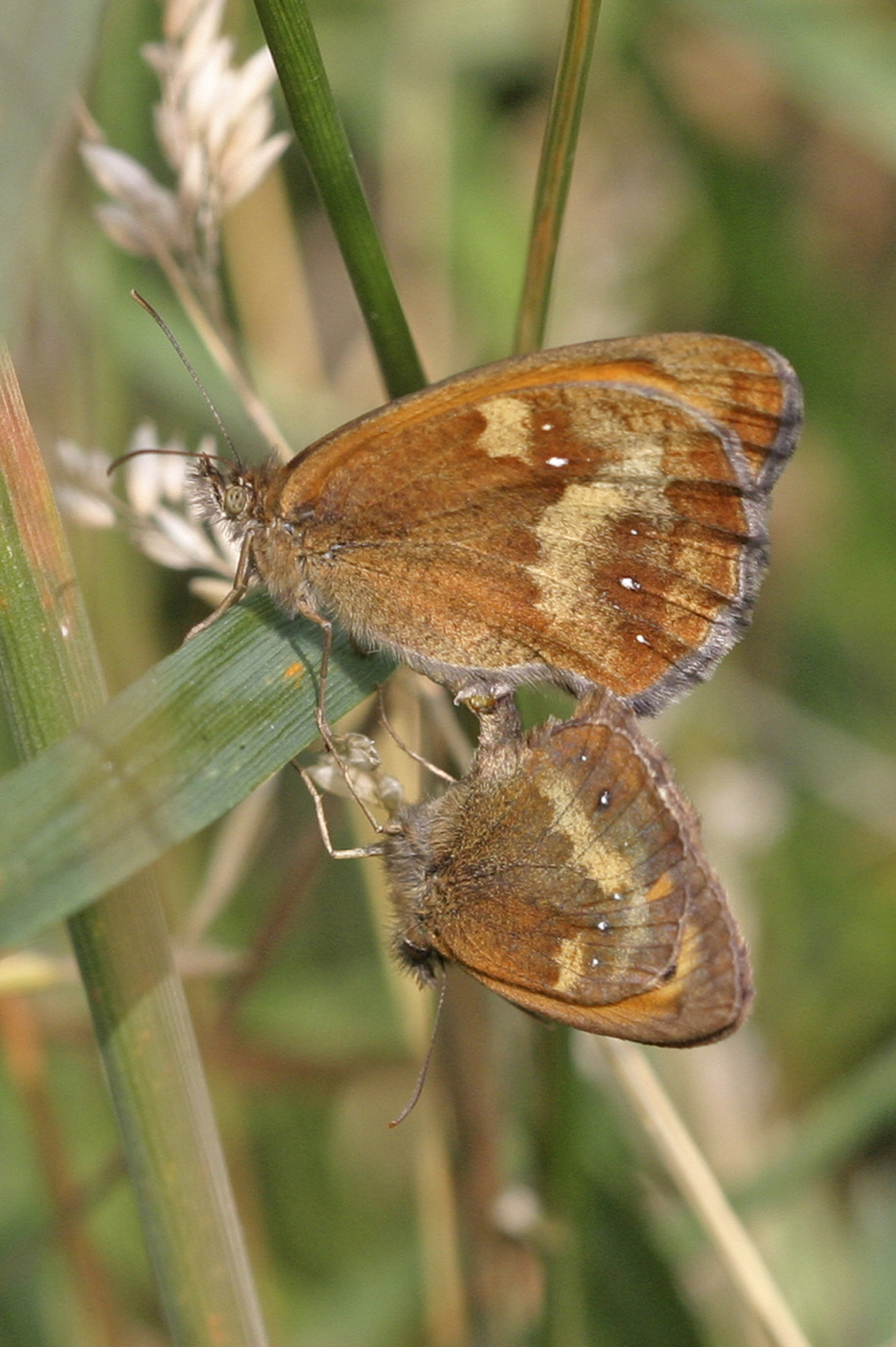 Gatekeepers are attracted to long grass (Keith Warmington/PA)