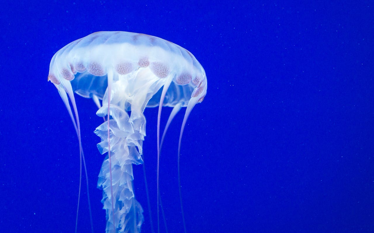 У медузы есть мозги. Морская Оса. Медуза с мозгами. Медузы на 98% состоят из воды. Медуза состоит из воды.