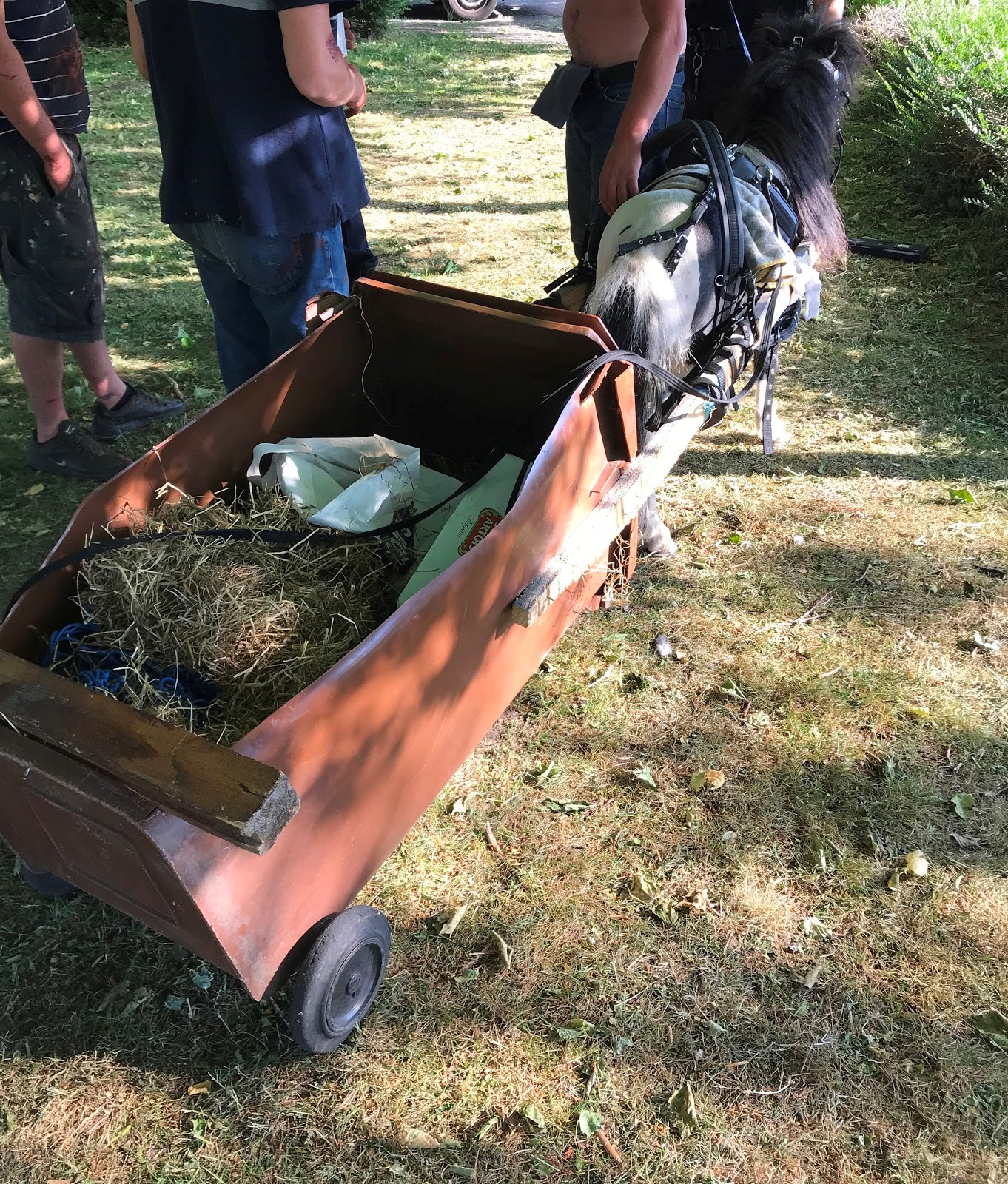 The carriage pulled by the pony was made of a wheelie bin with the front cut away (RSPCA/PA)