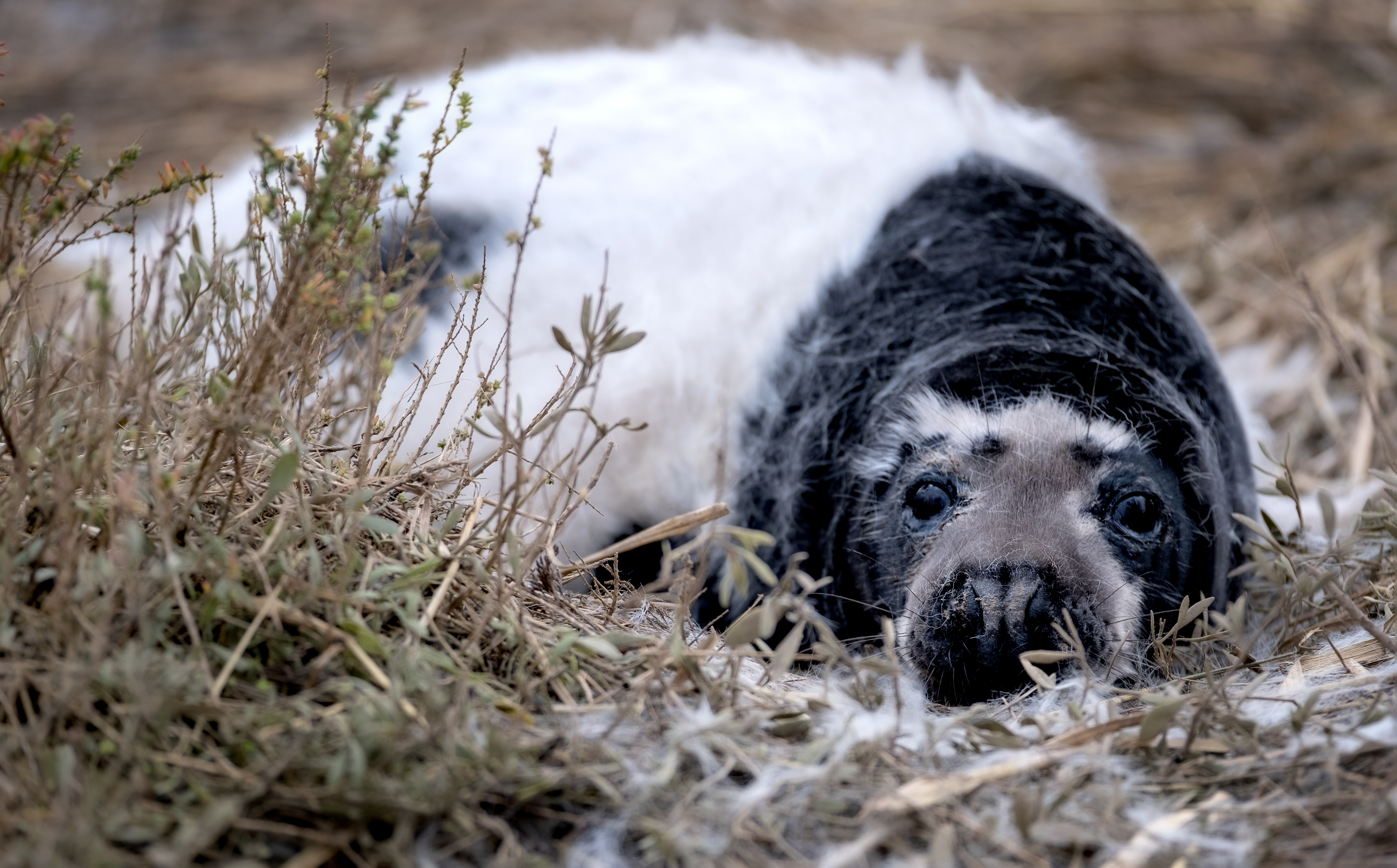 Grey seal pups are born with white fur. A grey coat is usually exposed when they shed this, but melanistic seals have a black coat. (Hanne Siebers/ PA)