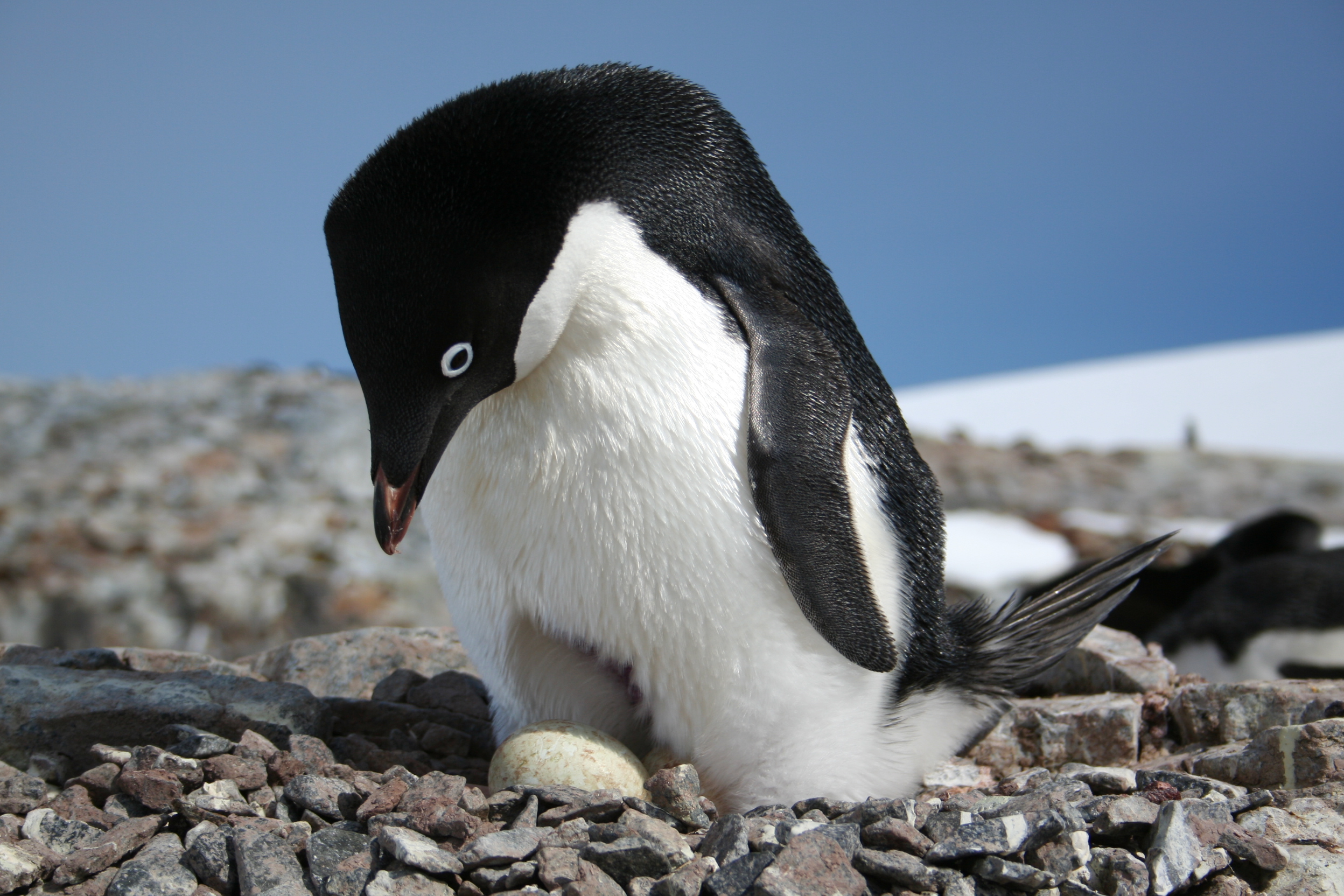 Adelie Penguins on the Antarctic Peninsula
