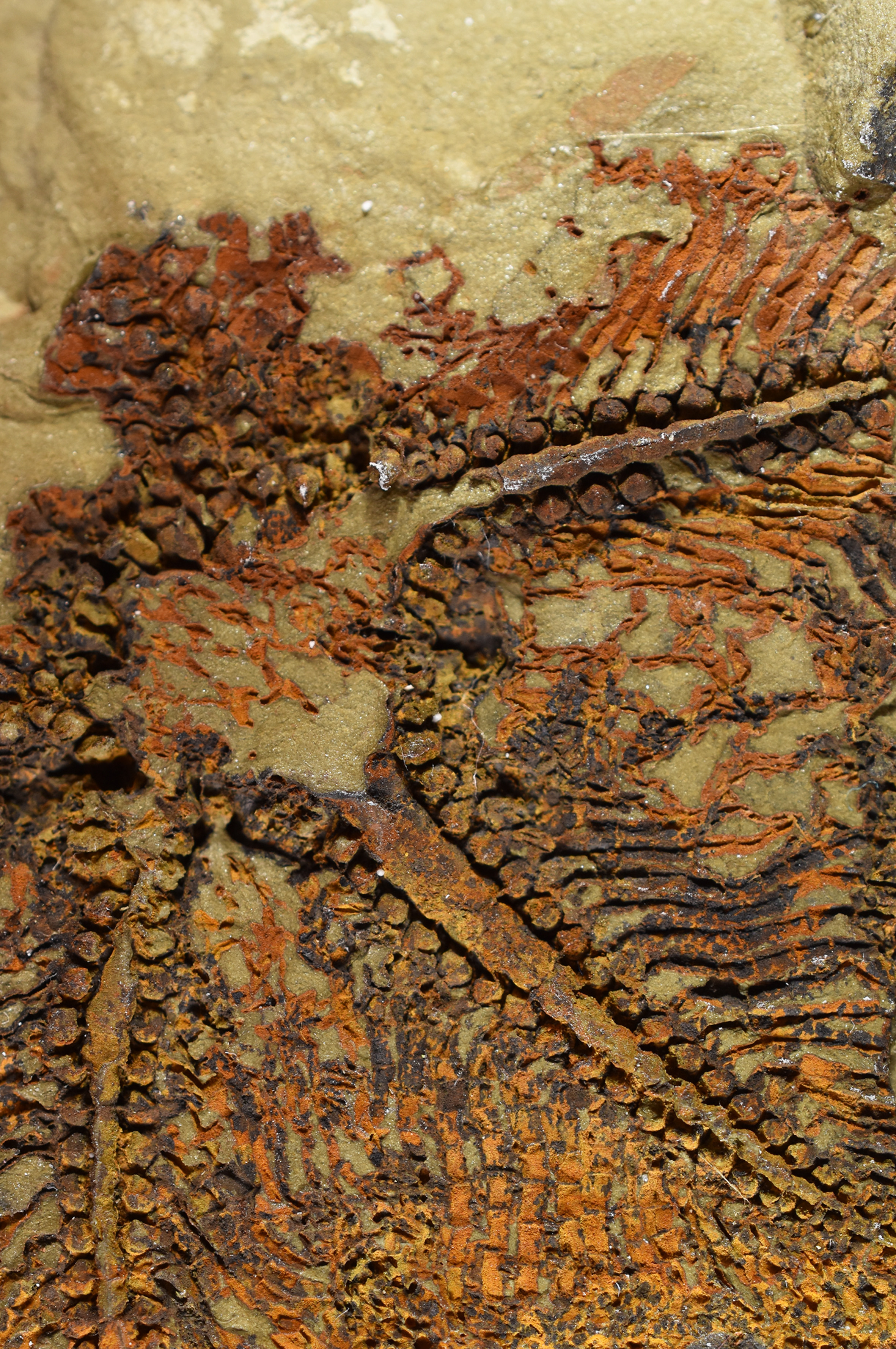 A fossil of the earliest starfish-like animal, called Cantabrigiaster fezouataensis, was discovered in Morocco. (Claude Bernard University/ PA)