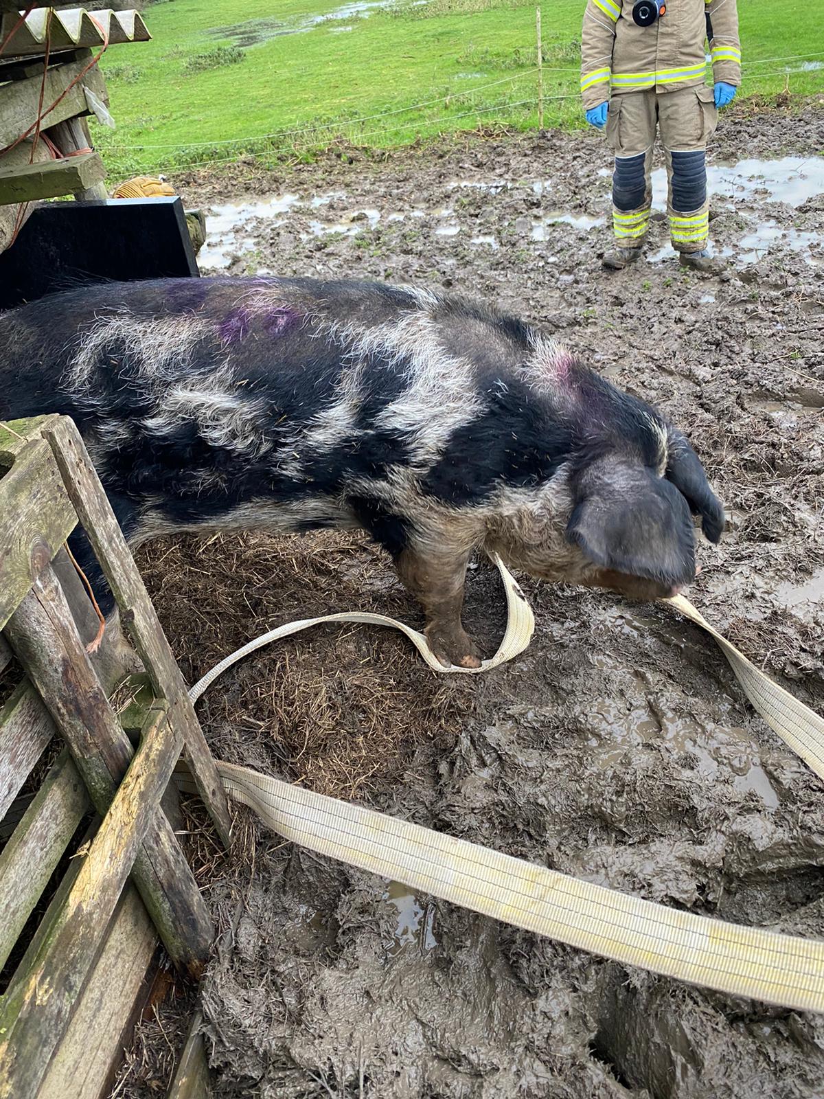 Firefighters rescued a 31-stone pig called Dolly who got stuck in the mud in Felsted, Essex. (Essex County Fire and Rescue Service/ PA)
