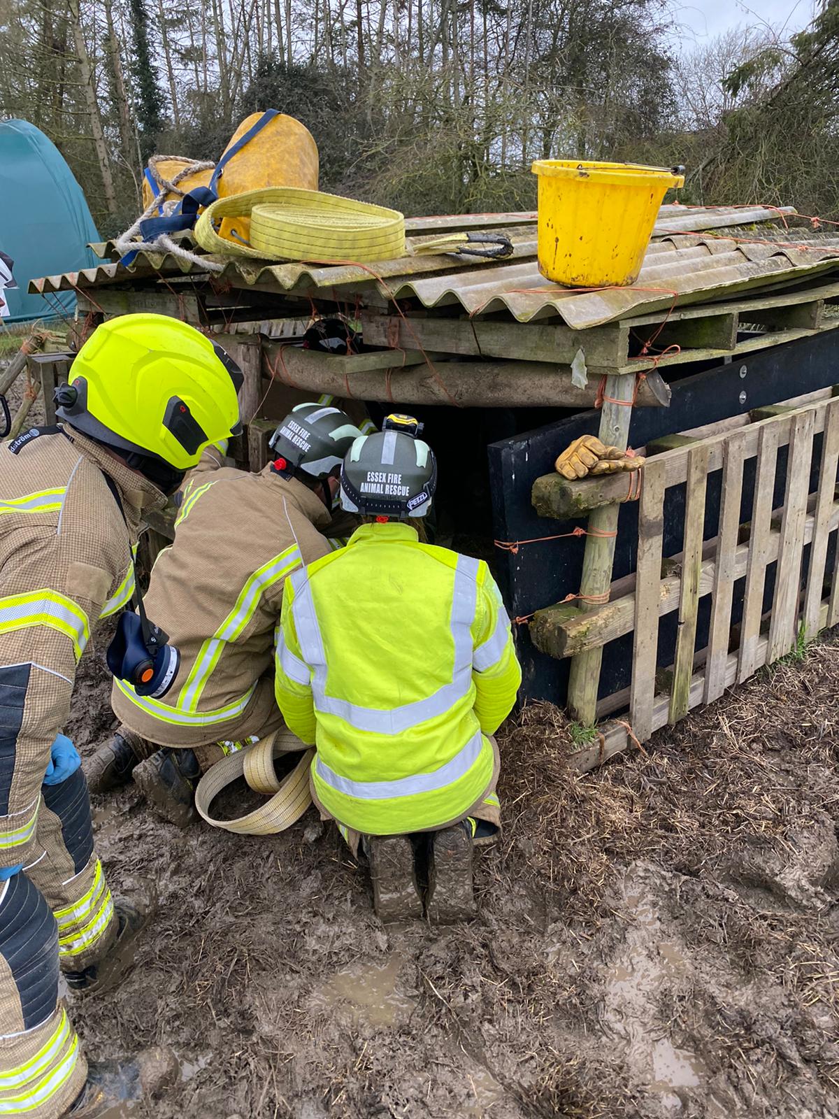 Dolly went for a lie down in her sty and got stuck in the mud. (Essex County Fire and Rescue Service/ PA)