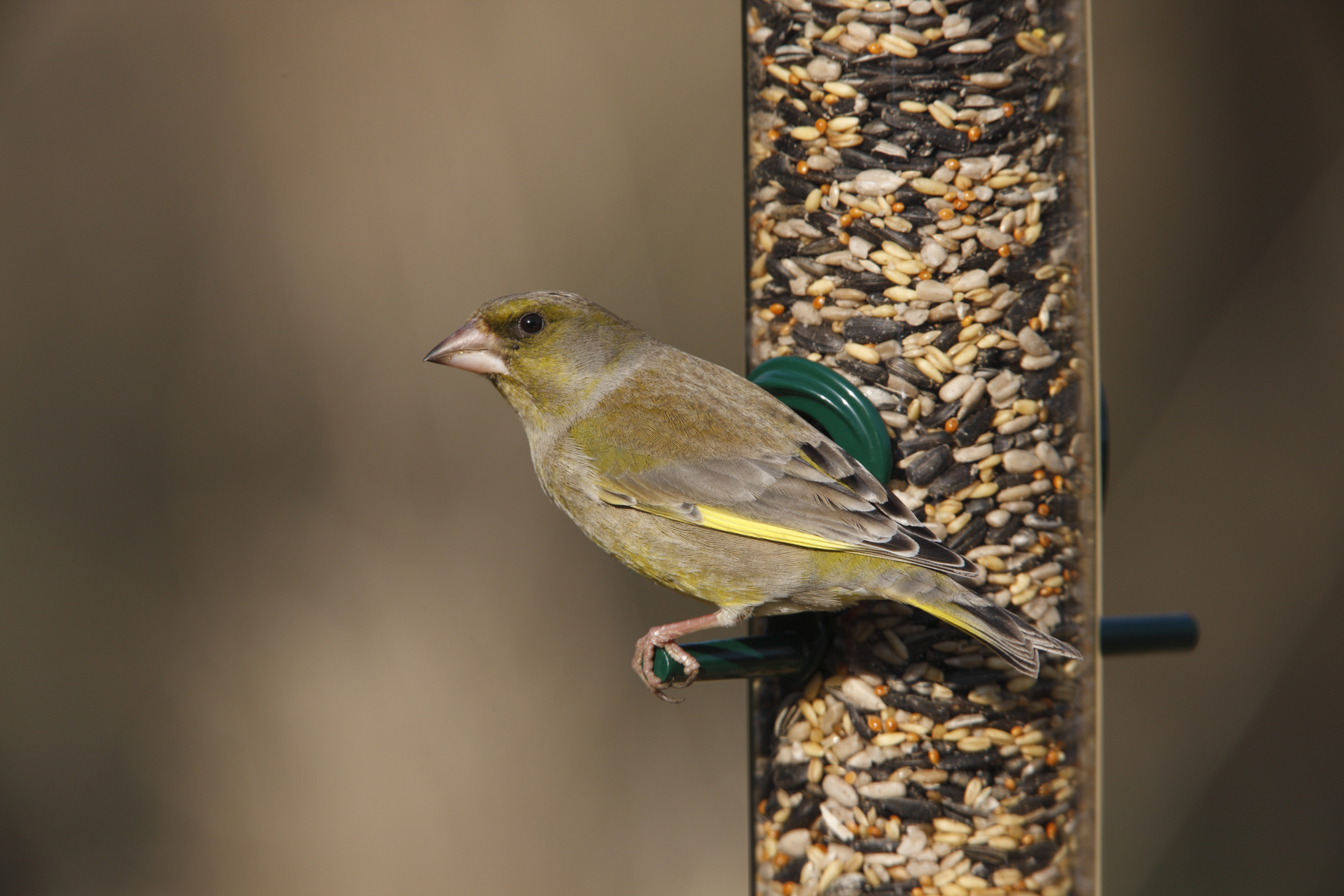 A greenfinch on a bird feeder