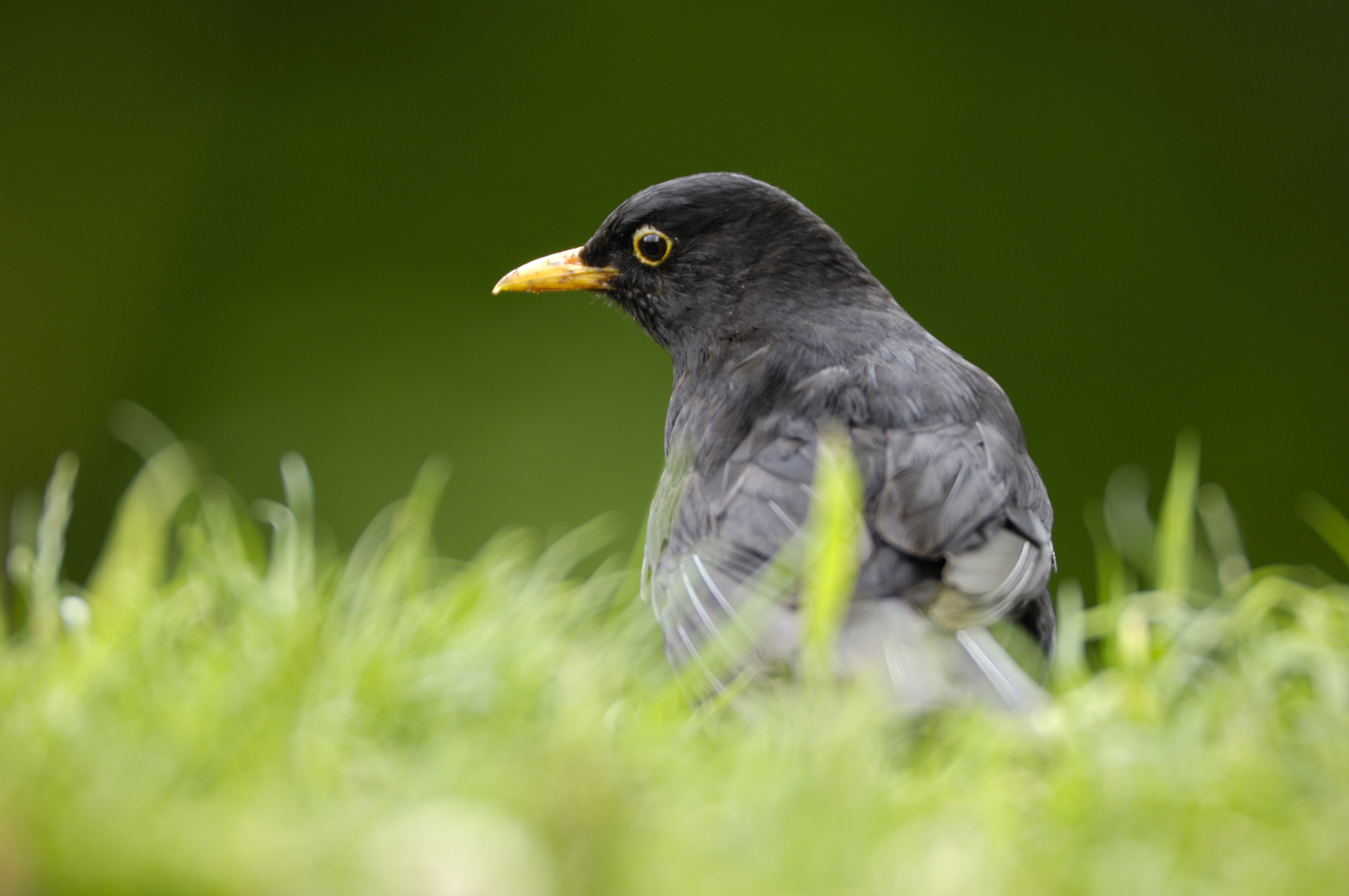 Blackbird on the lawn