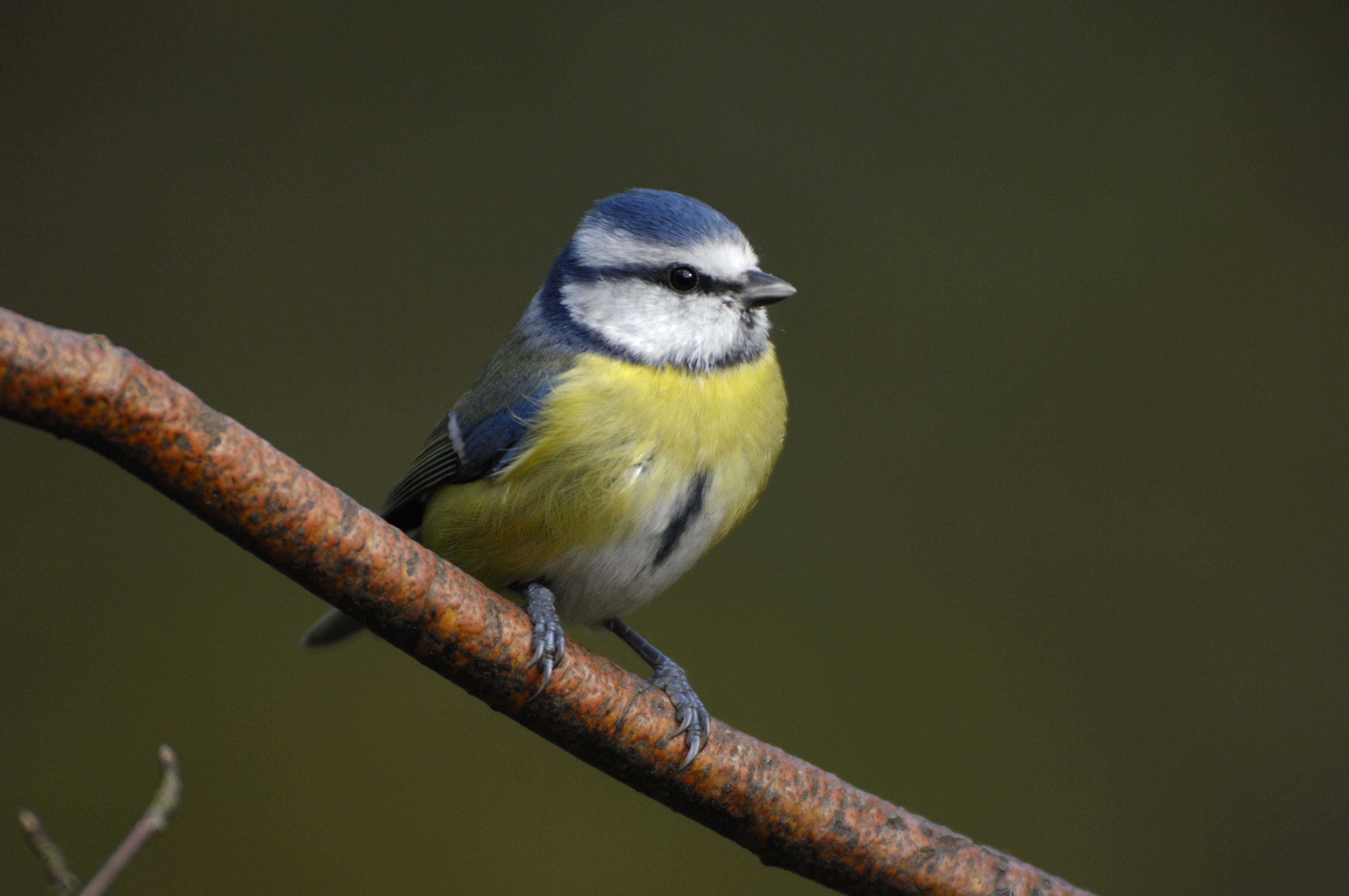 A blue tit on a branch