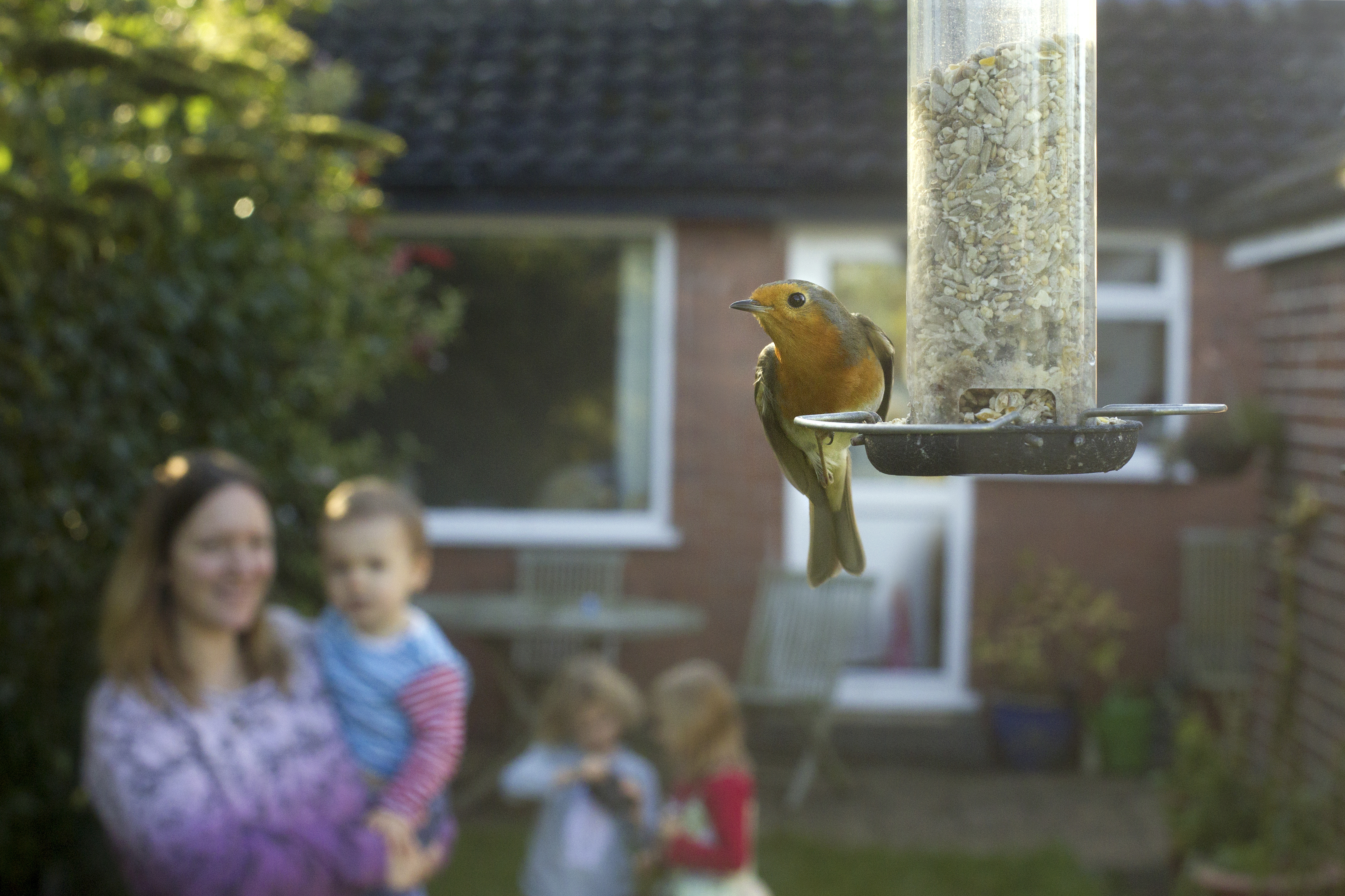 Robin on seed feeder with family watching in the background