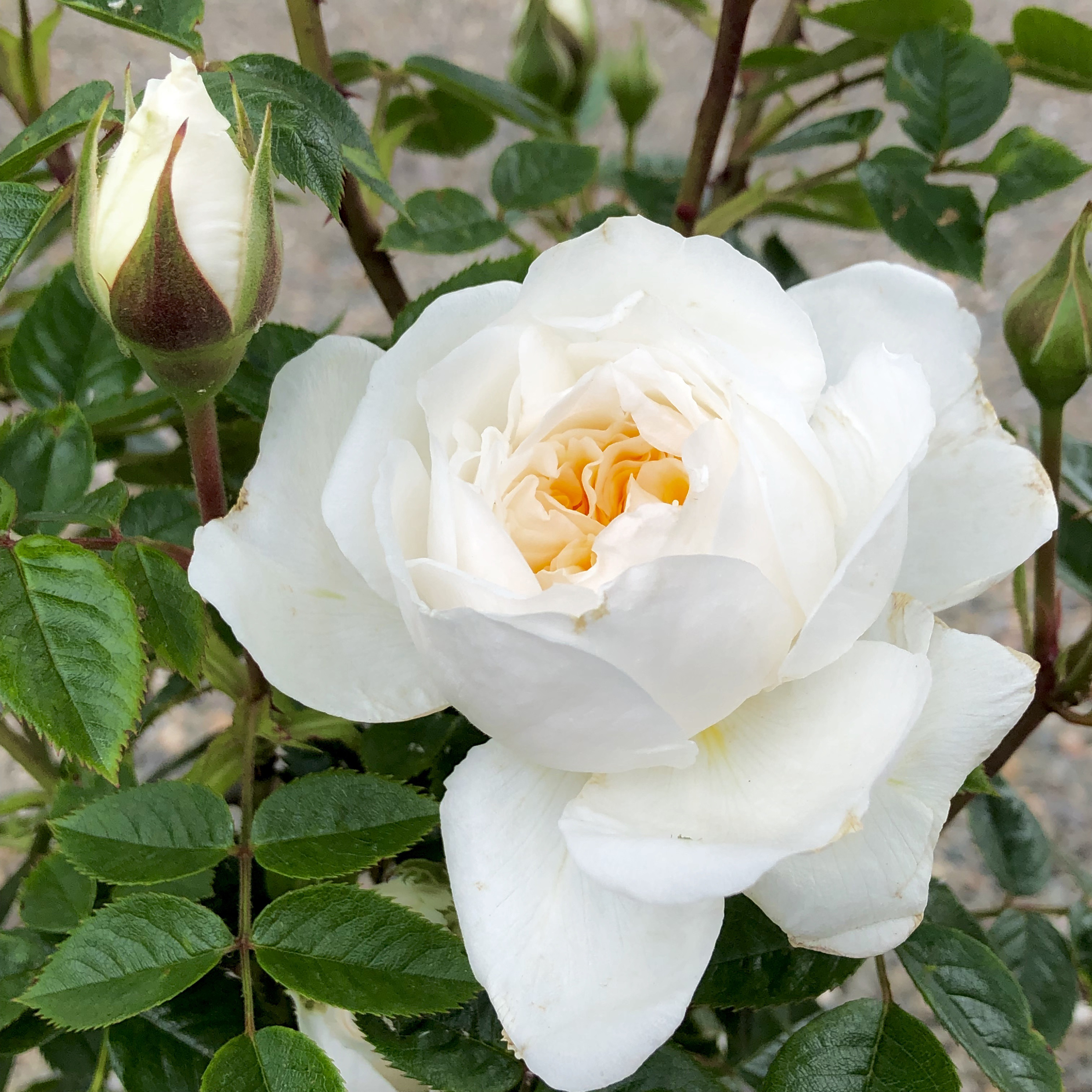 The white Rosa 'With Love' (Country Garden Roses/PA)